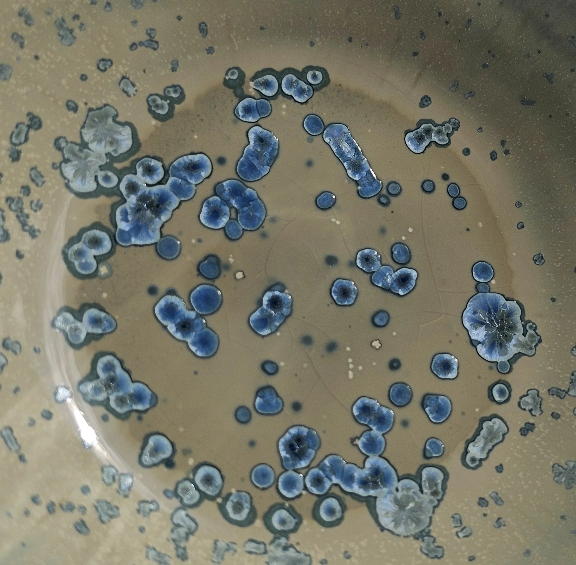 1000040434.jpg