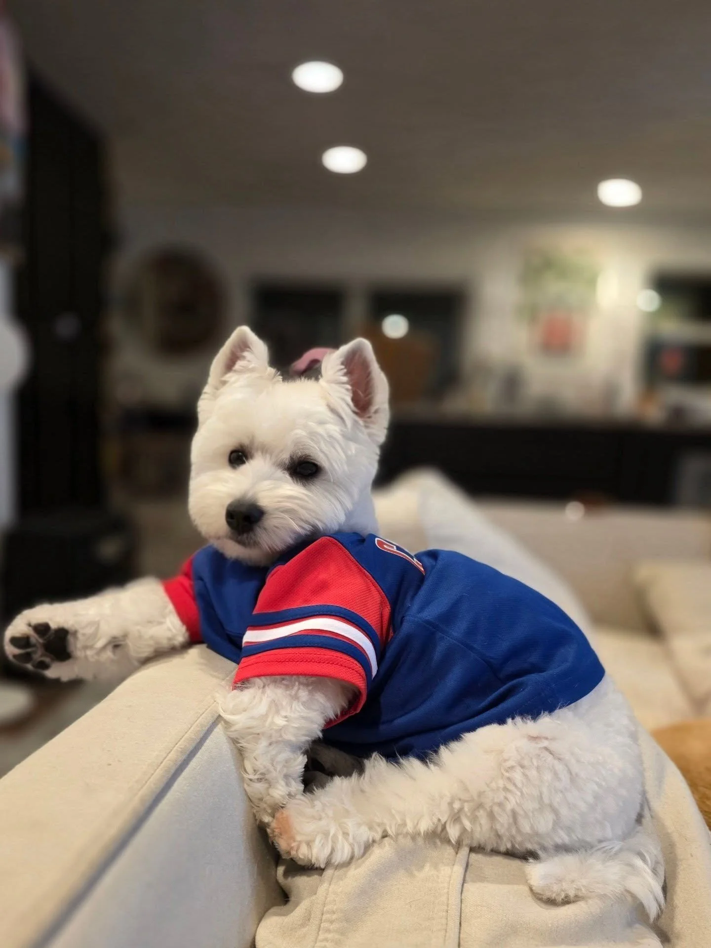 My little man! Mr Loro is a die hard @cubs fan!
