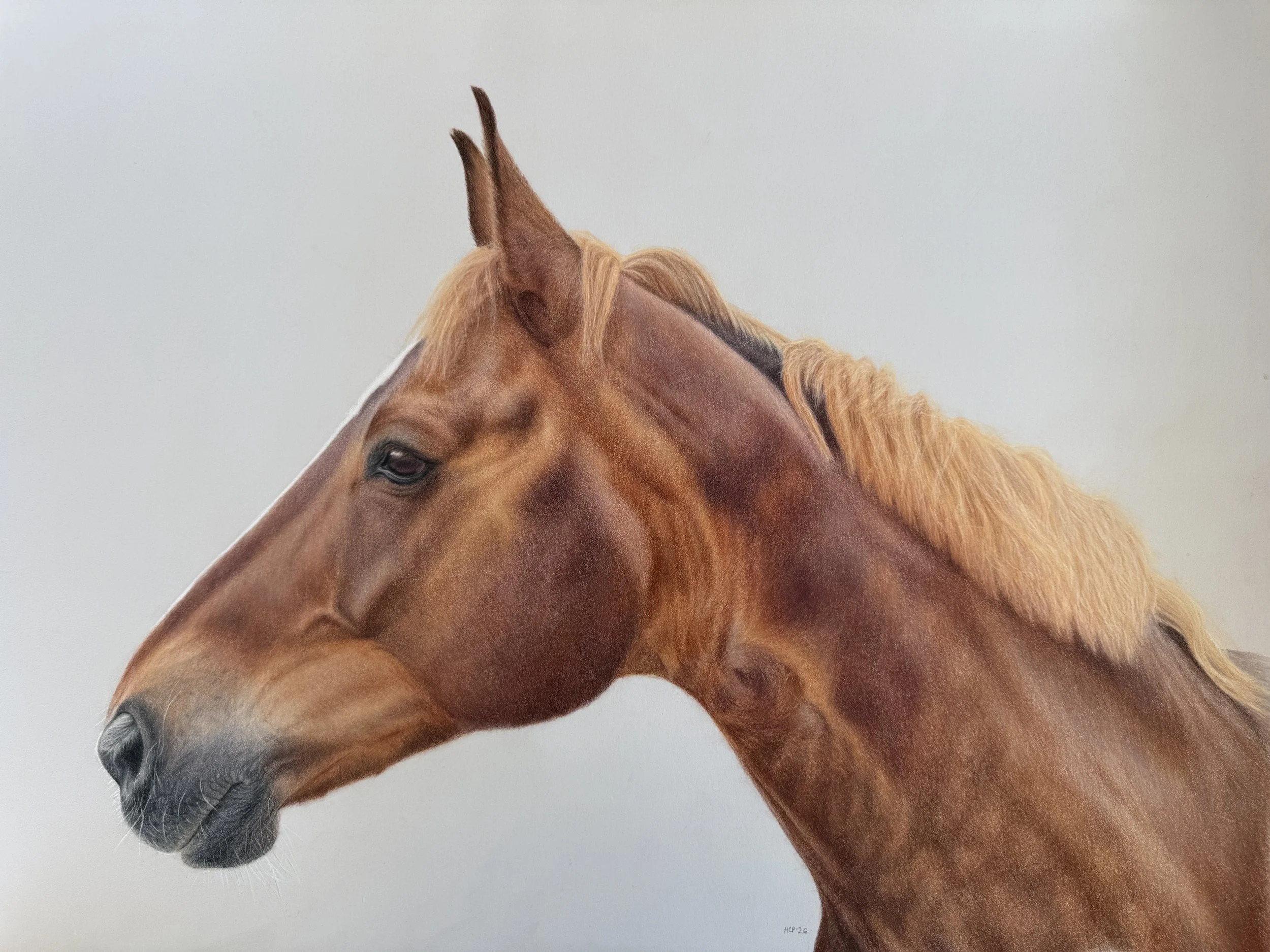 Close-up of a chestnut-colored horse's head, showing the left side with ears, eye, and part of the nose, against a plain, light-colored background.