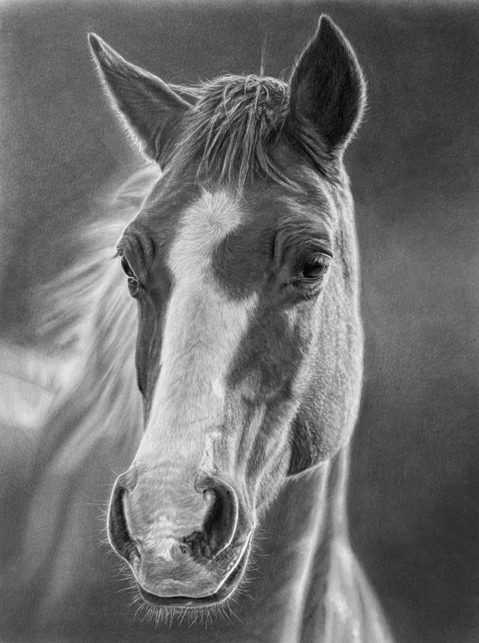 A detailed black and white drawing of a horse's face, showing the eyes, ears, and muzzle in a realistic style.