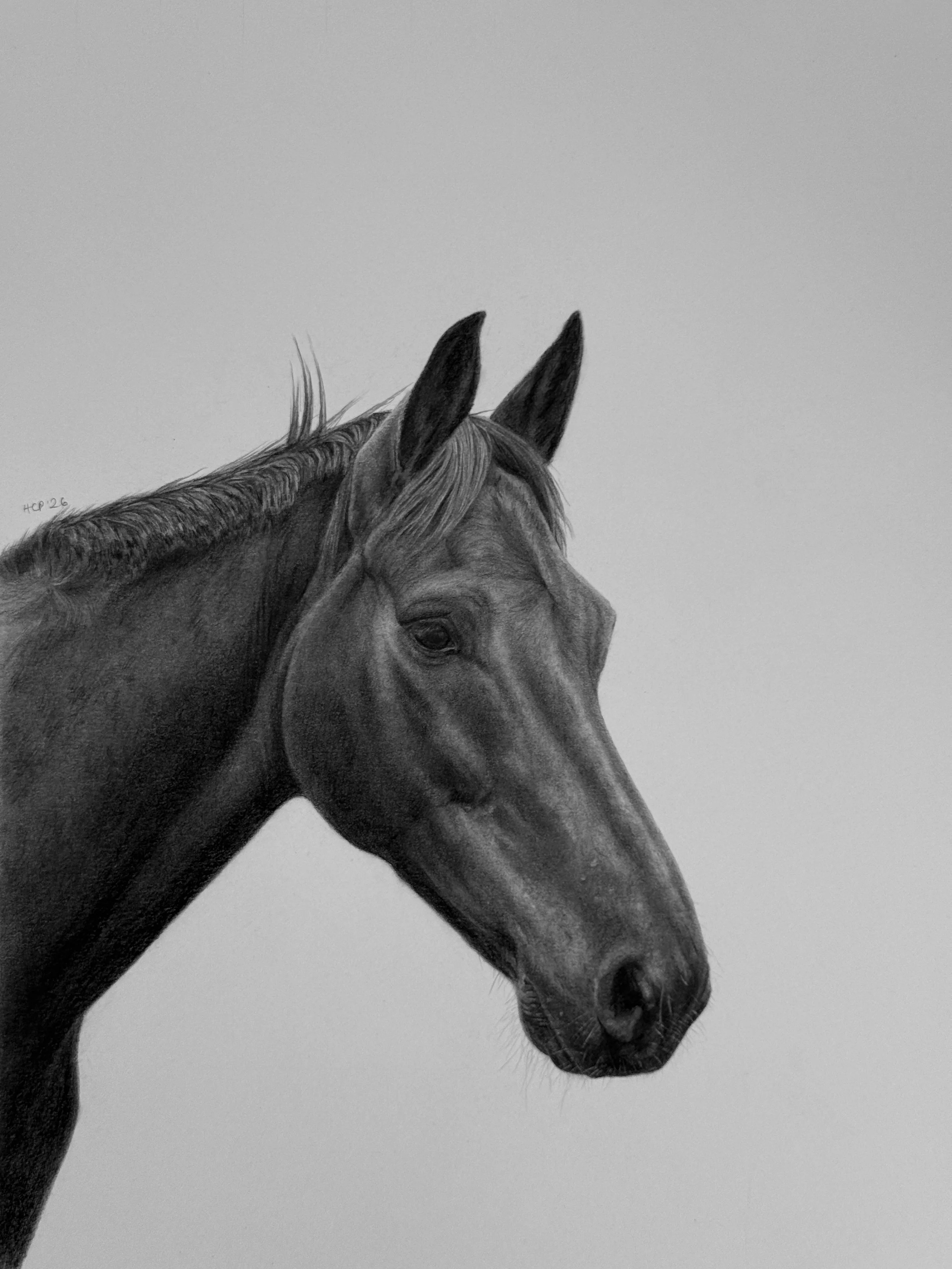 Graphite drawing of a horse's head with detailed shading, showing the mane, ears, eye, and snout, against a plain background.
