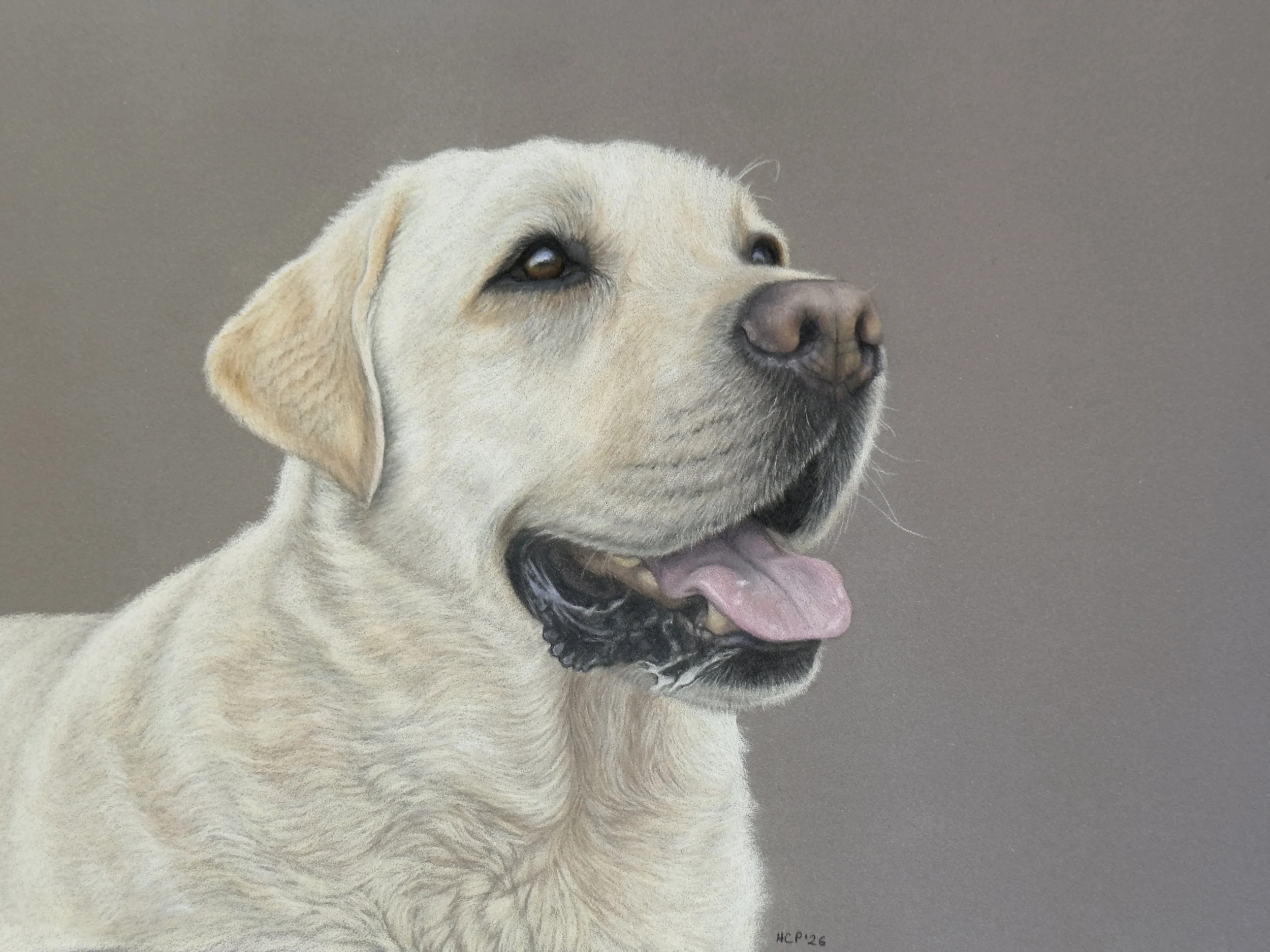 A realistic painting of a Labrador retriever puppy with its mouth open and tongue out, against a plain background.