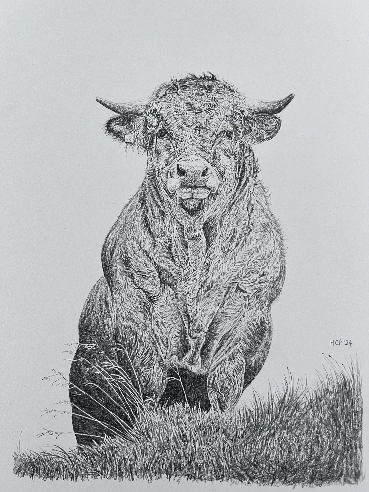 Black and white drawing of a bison standing in tall grass with large leaves in the foreground