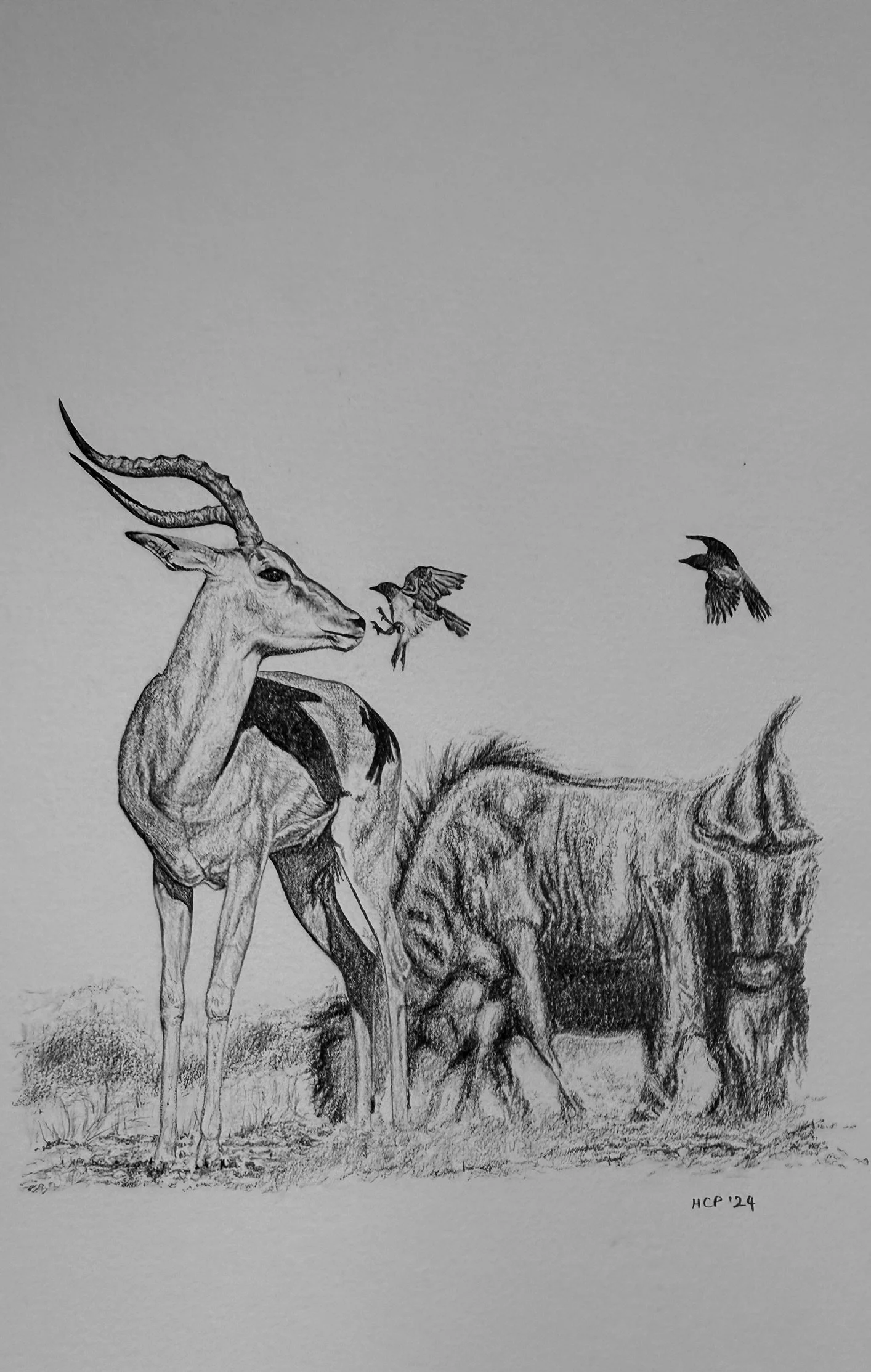 A detailed black and white pencil drawing of a giraffe and a rhinoceros standing on grass, with three birds flying nearby.