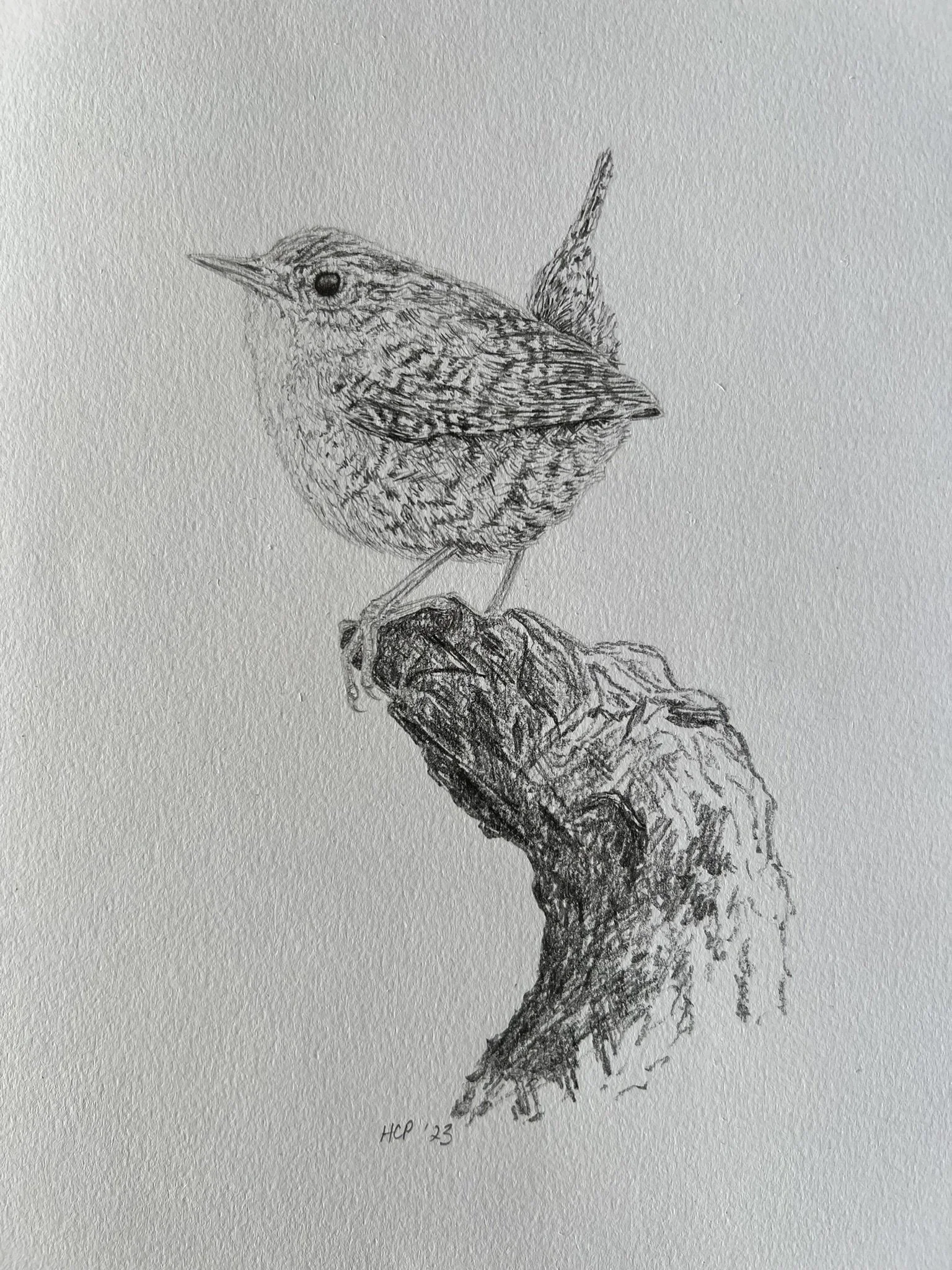 A detailed pencil sketch of a small bird perched on a branch, with the artist's initials 'HCP' and the year '23' inscribed at the bottom.