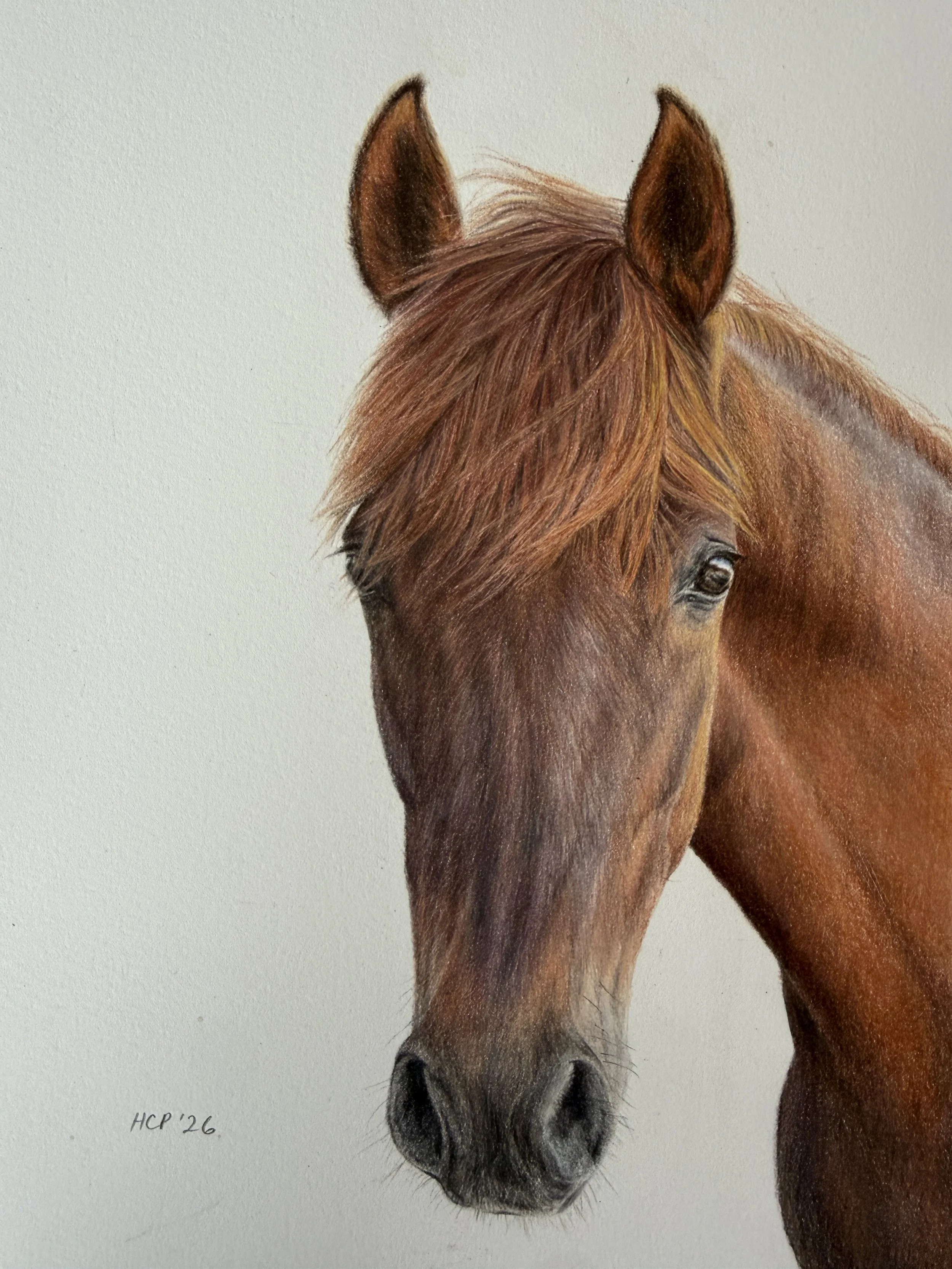 Close-up of a detailed colored pencil drawing of a horse's head, focusing on the face, ears, and part of the neck