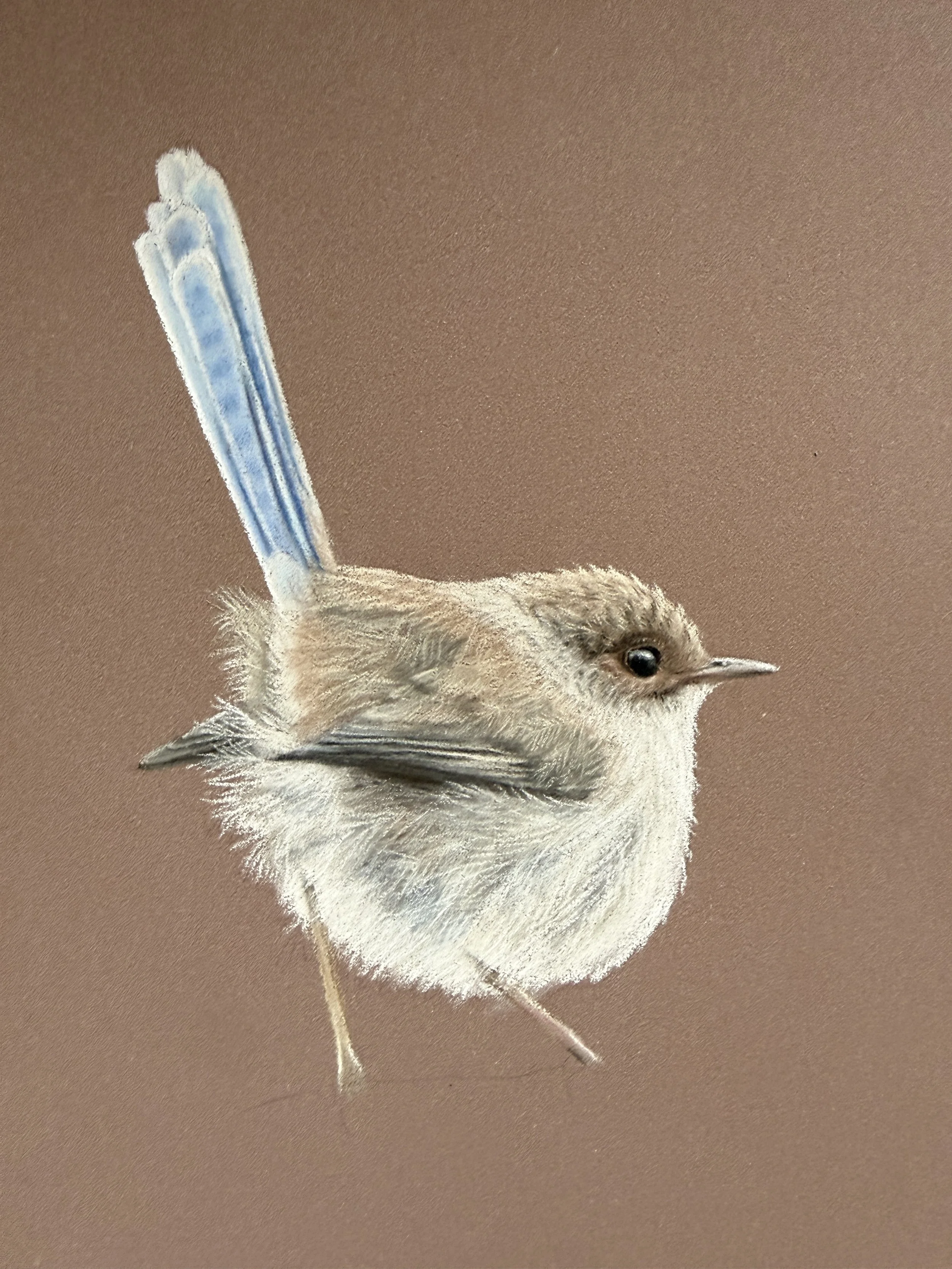 A detailed pastel drawing of a small bird with a light-colored body and a bright blue tail, against a plain brown background.