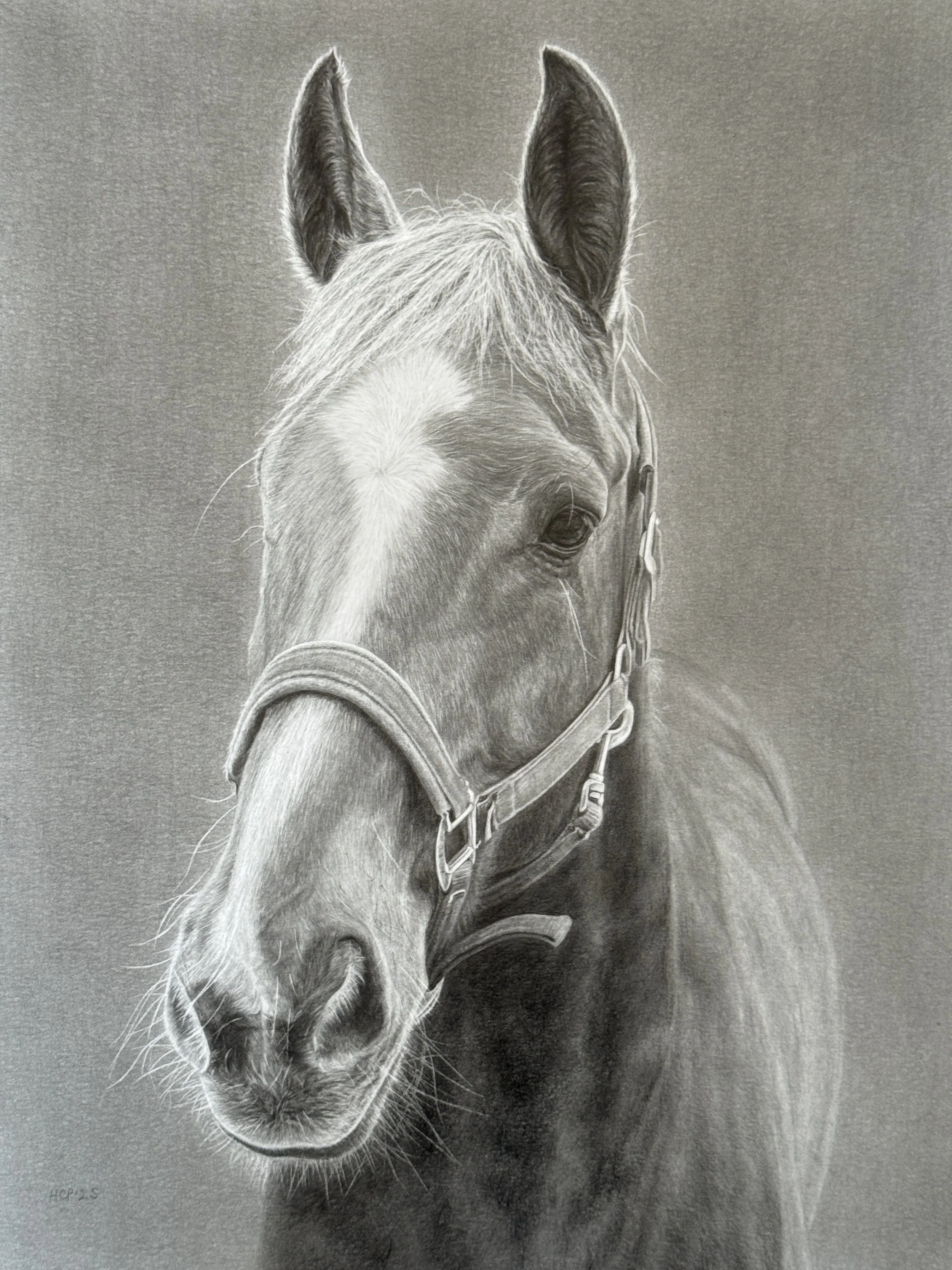 A detailed grayscale drawing of a horse's head with a halter, focusing on the facial features and mane against a plain background.