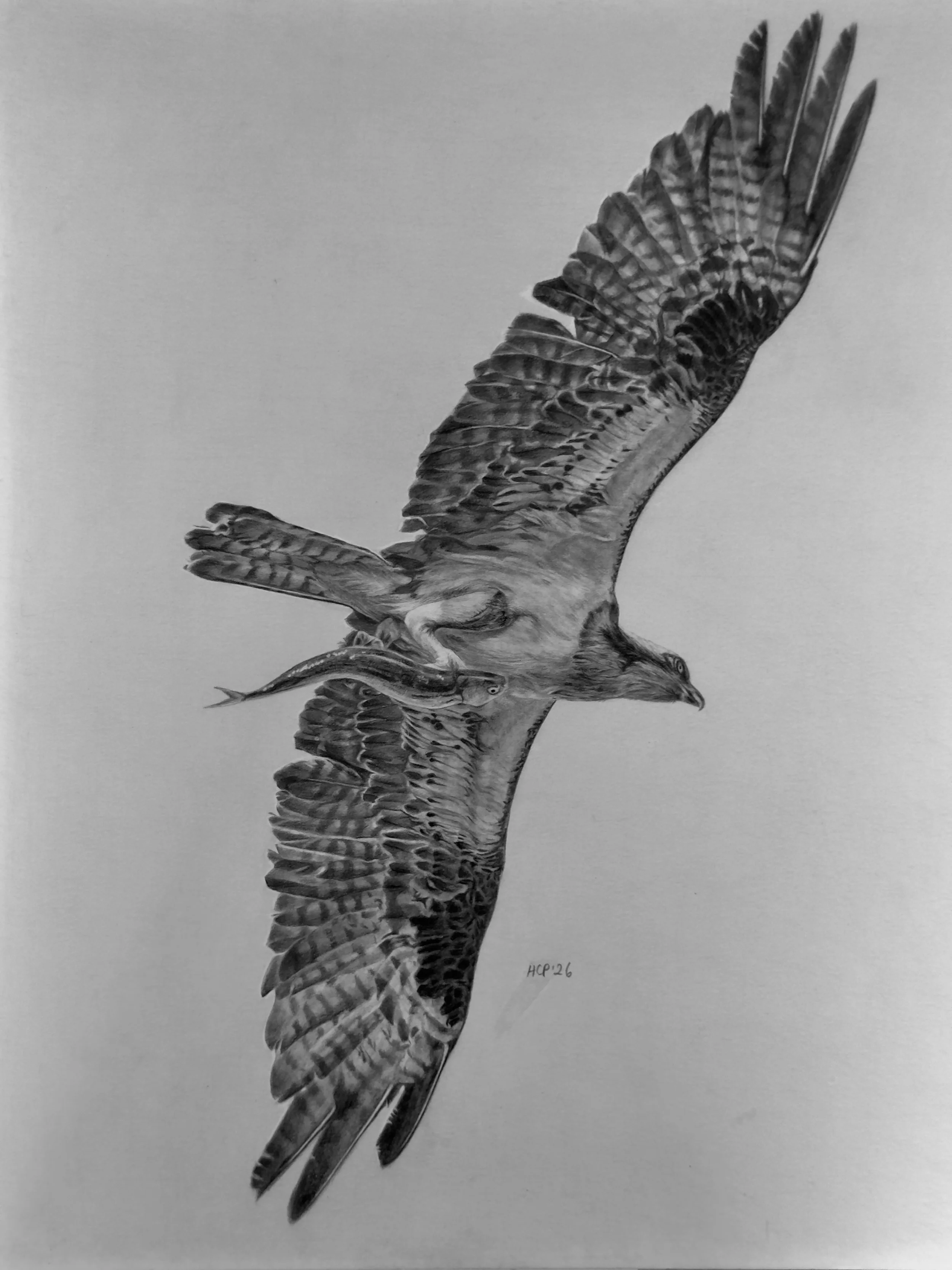 Black and white illustration of a bird of prey, possibly a hawk or falcon, in flight with wings spread and talons extended to grasp a small fish.