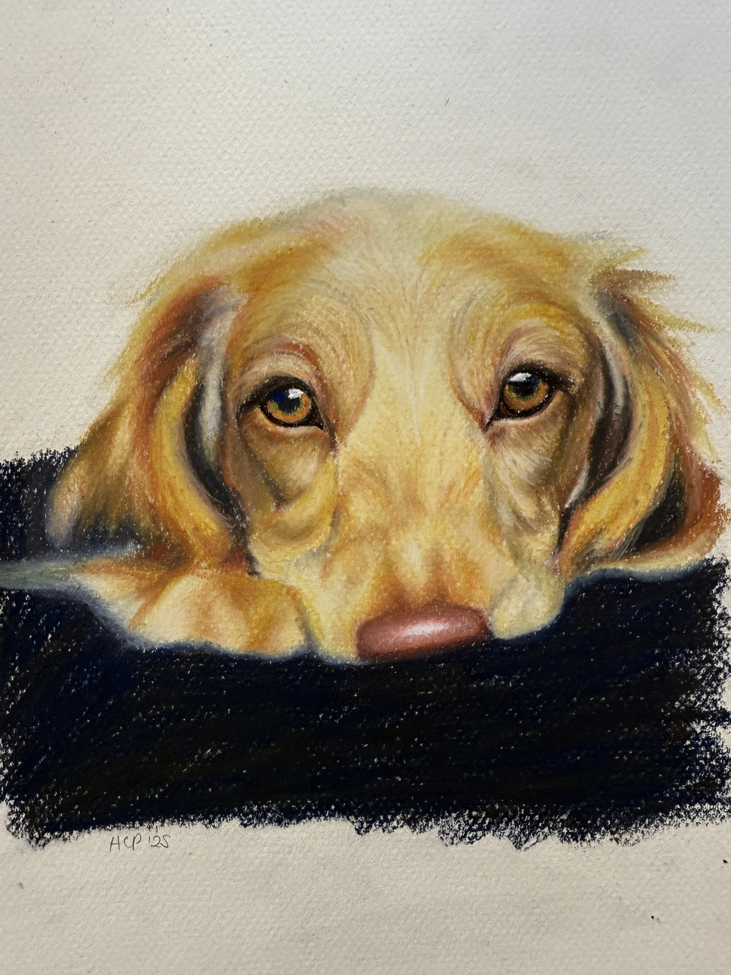 Colorful pastel painting of a dog's face with brown eyes, surrounded by black and beige fur, resting its head on a black surface.