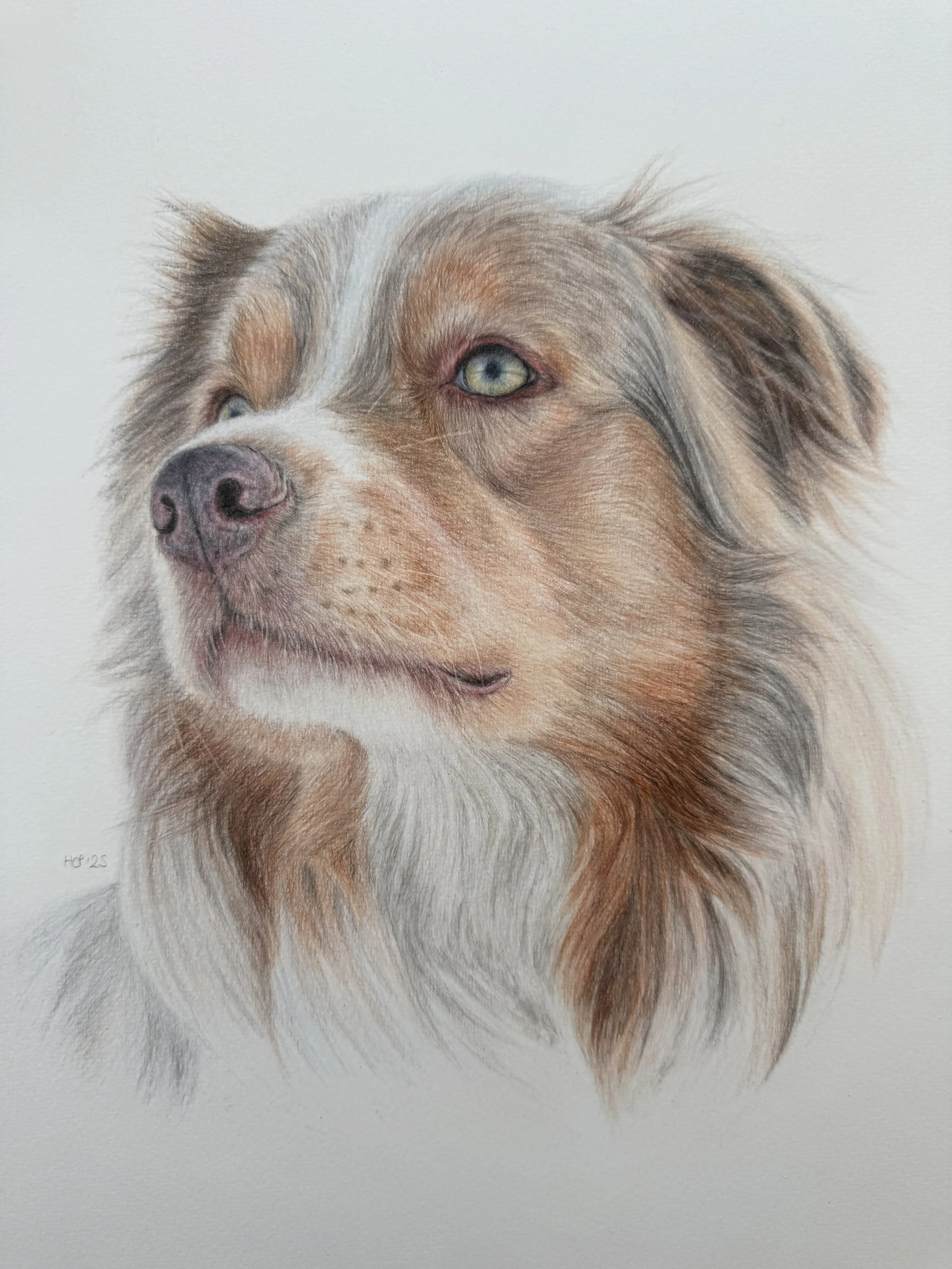 A realistic colored pencil drawing of a dog with brown and white fur, blue eyes, and a pink nose, looking slightly to the side.
