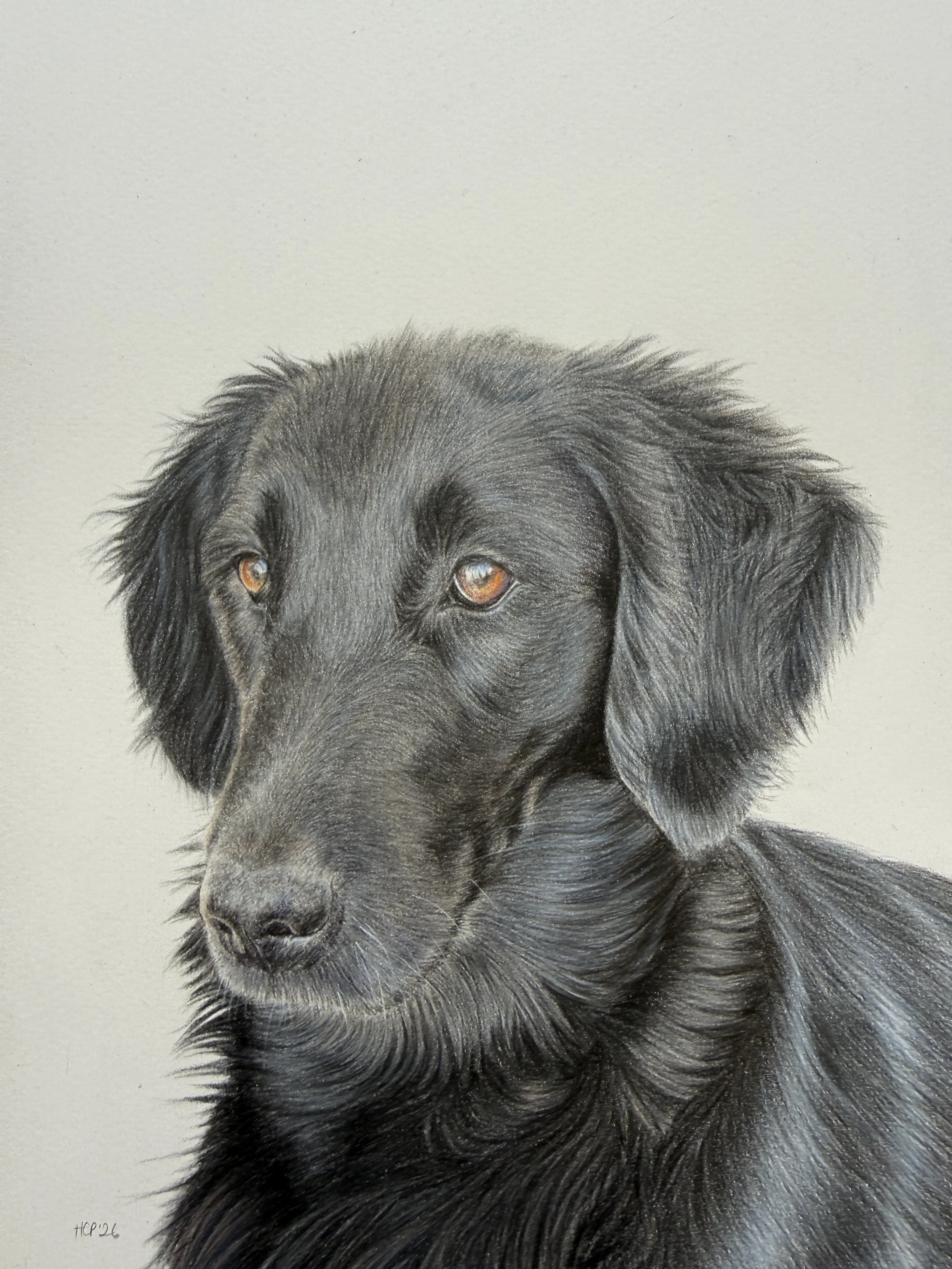 A realistic portrait of a black dog with long fur and deep brown eyes, looking slightly to the side.
