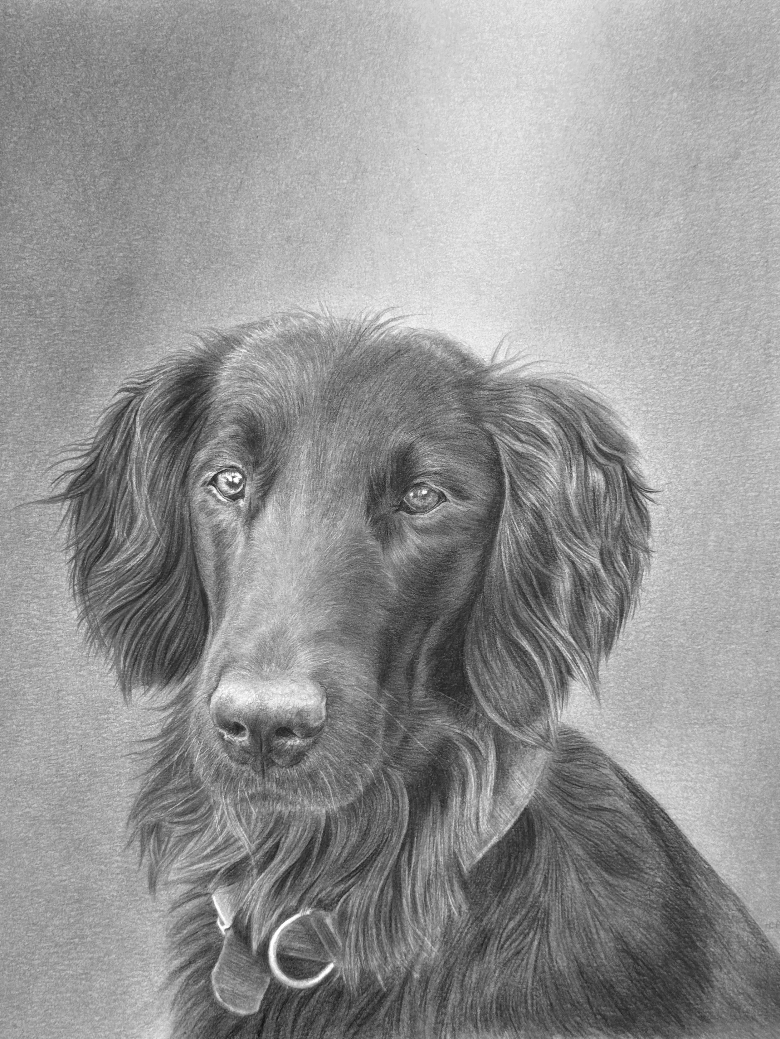 A detailed grayscale drawing of a dog with long fur and expressive eyes, wearing a collar with rings.