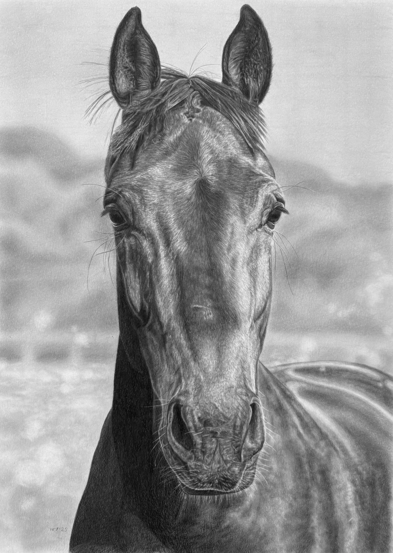 A realistic pencil drawing of a horse's face, showing details of the eyes, ears, and mane, with a textured background.