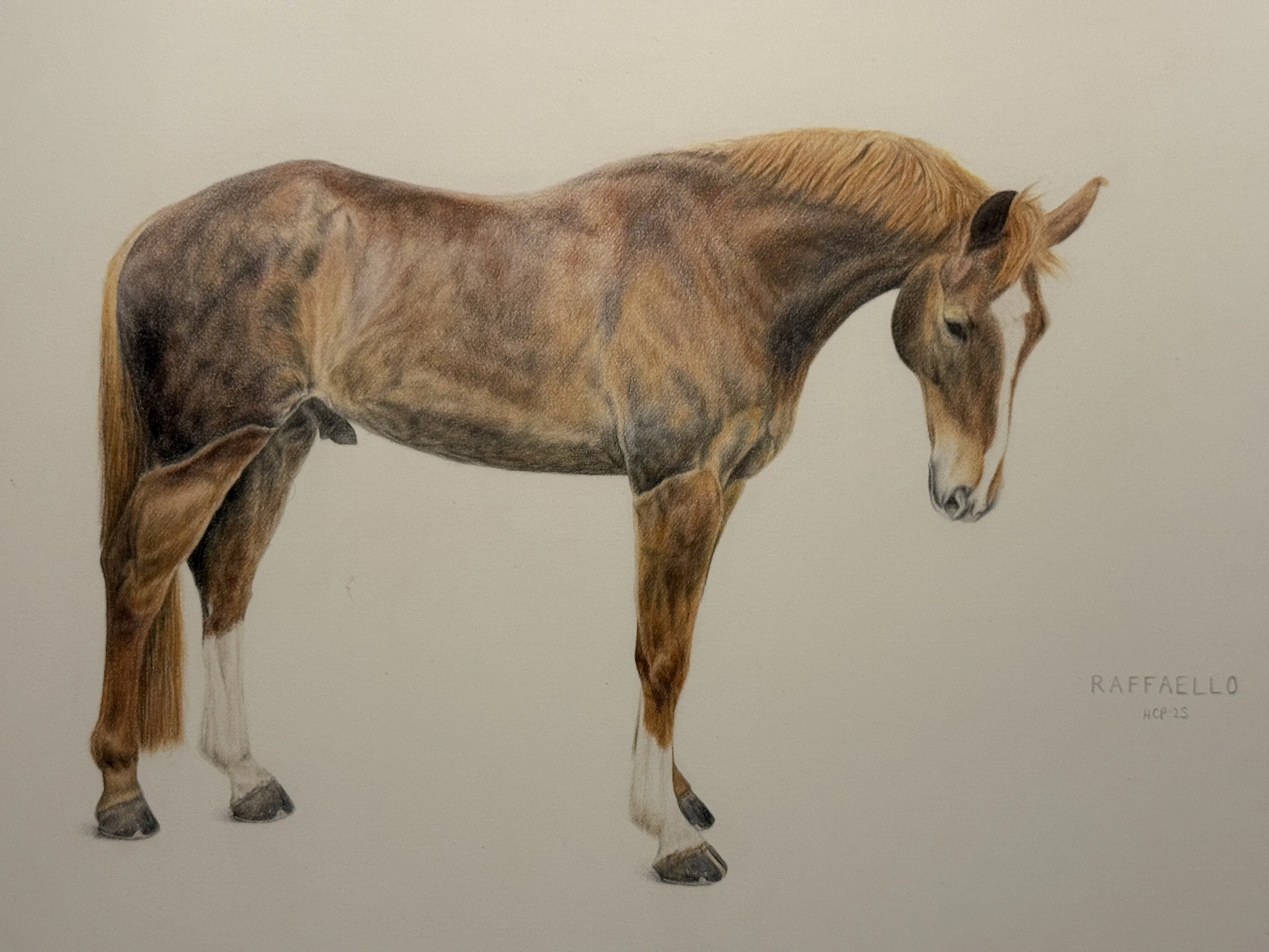 A realistic colored pencil drawing of a brown horse with a light mane and tail, standing and gently resting its head downward, on a plain background. 