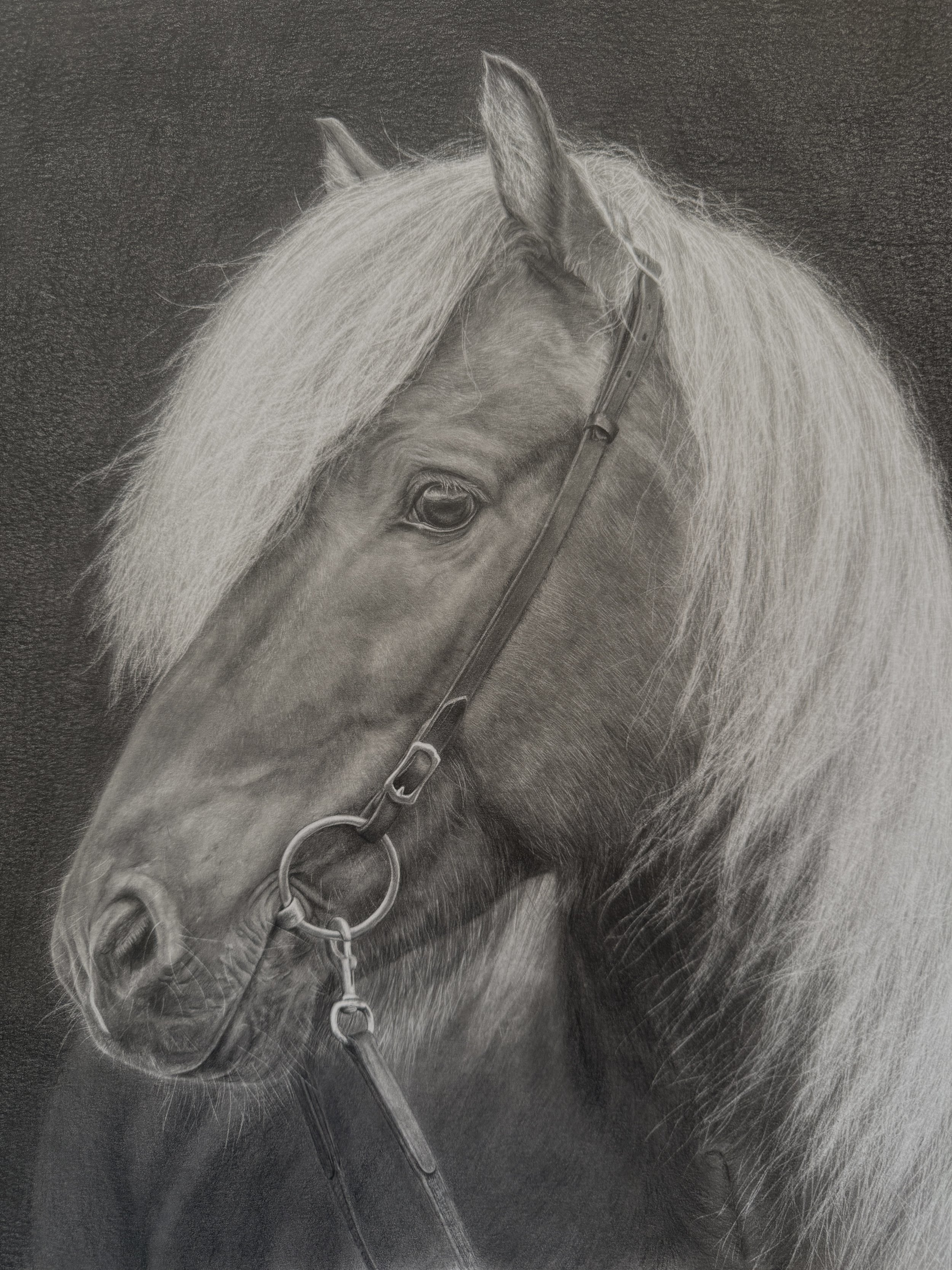 A detailed pencil drawing of a horse's head with a bridle, showing its long mane, expressive eye, and textured fur against a dark background.