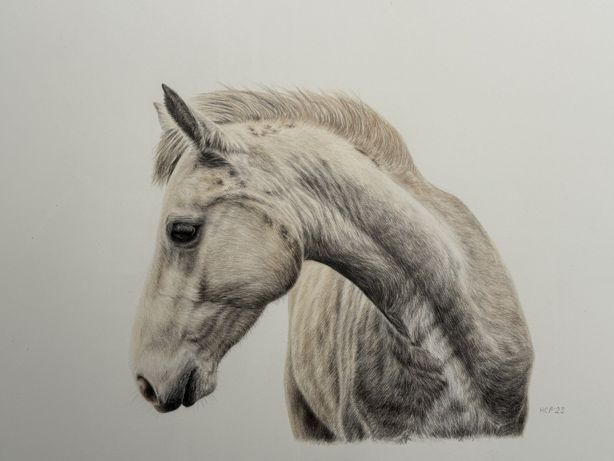 A detailed colored pencil drawing of a horse's head, facing downward, with a light-colored coat, dark eyes, and a mane with shades of blonde and light brown.