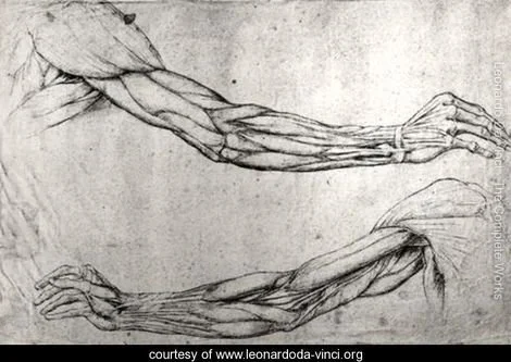 Drawing of human arm muscles and tendons, showing anatomical details