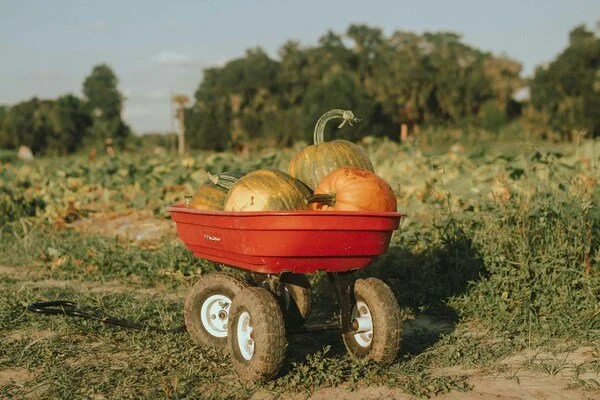 Reflexiones sobre la Mesa de diálogo: Soberanía alimentaria