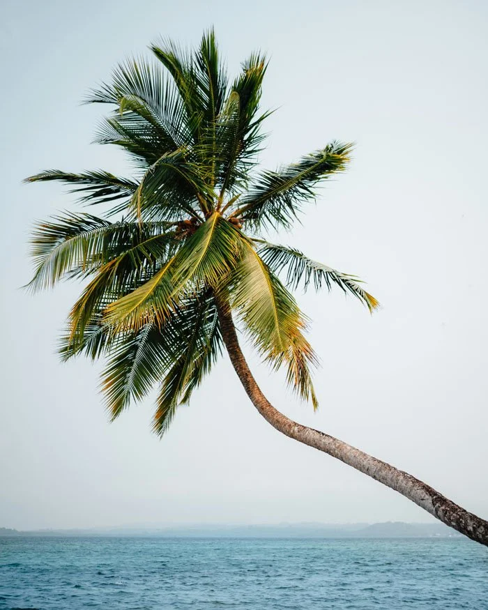 A tall leaning palm tree over the water on a beach.