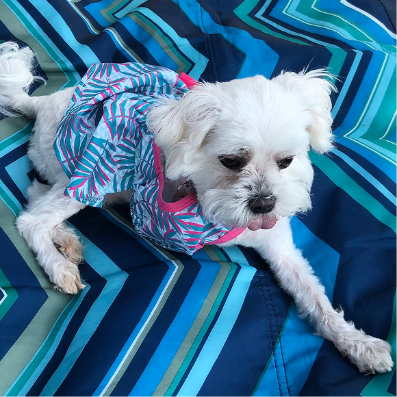 An attendee pets a tripawd dog on a blanket at Little Marina Green.