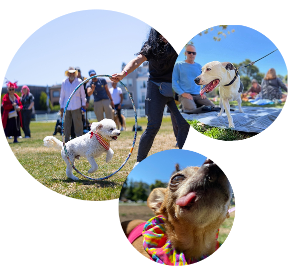 Three specialty dogs enjoying the 3-Legged Dog Picnic in San Francisco.