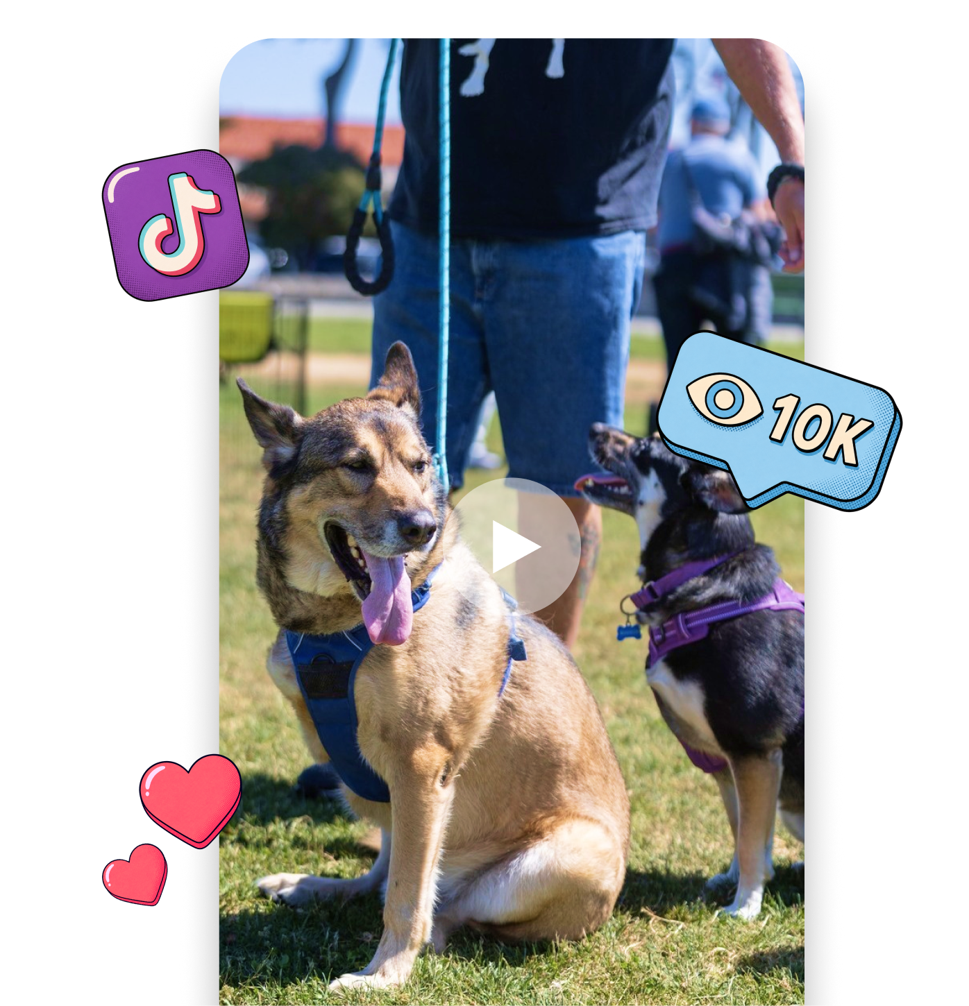 Two tripawd dogs enjoying the 3-Legged Dog Picnic in San Francisco.