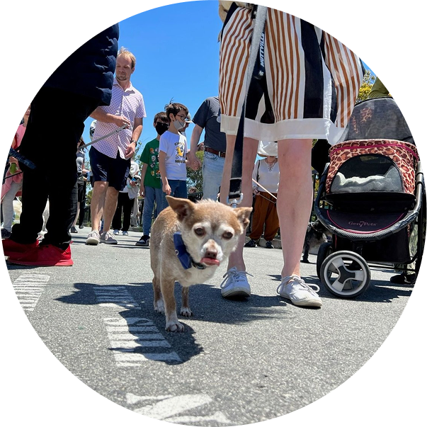 A small dog walks in the costume parade at the 3-Legged Dog Picnic.