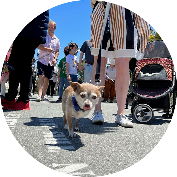 A small dog walks through the crowd at the 3-Legged Dog Picnic.
