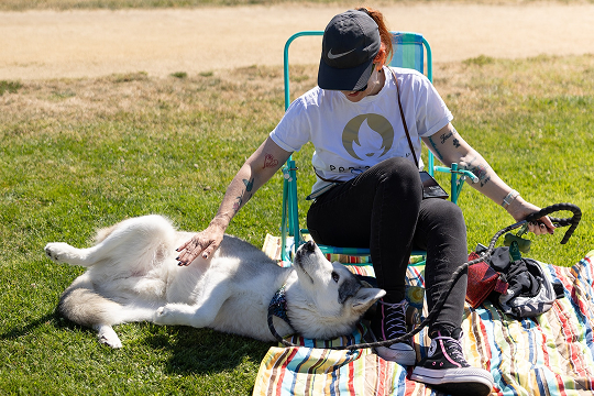 A brown-and-white tripawd dog sits on the grass at the picnic.