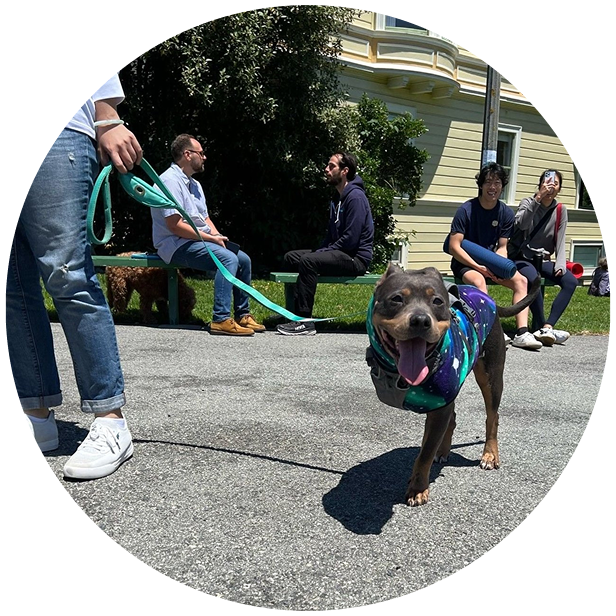 Tripawd dogs and their families gather on the grass at the 3-Legged Dog Picnic.