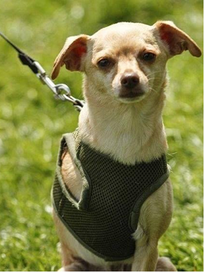 A small white dog in a patterned shirt rests on a picnic blanket.