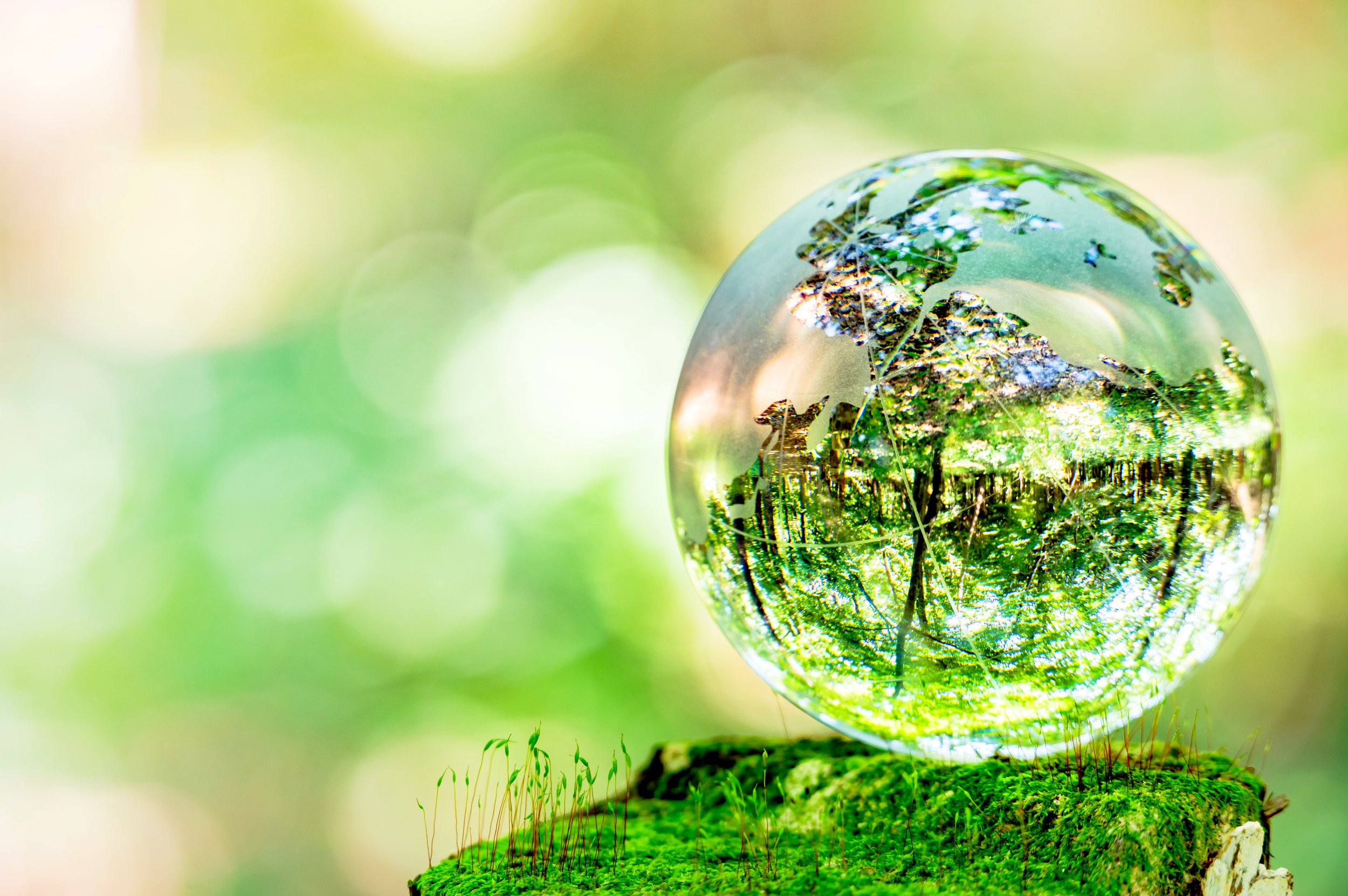 Eine Glaskugel im Wald als Symbol für innere Klarheit, Rückführung und Bewusstseinsarbeit im Soul Spa Berlin.