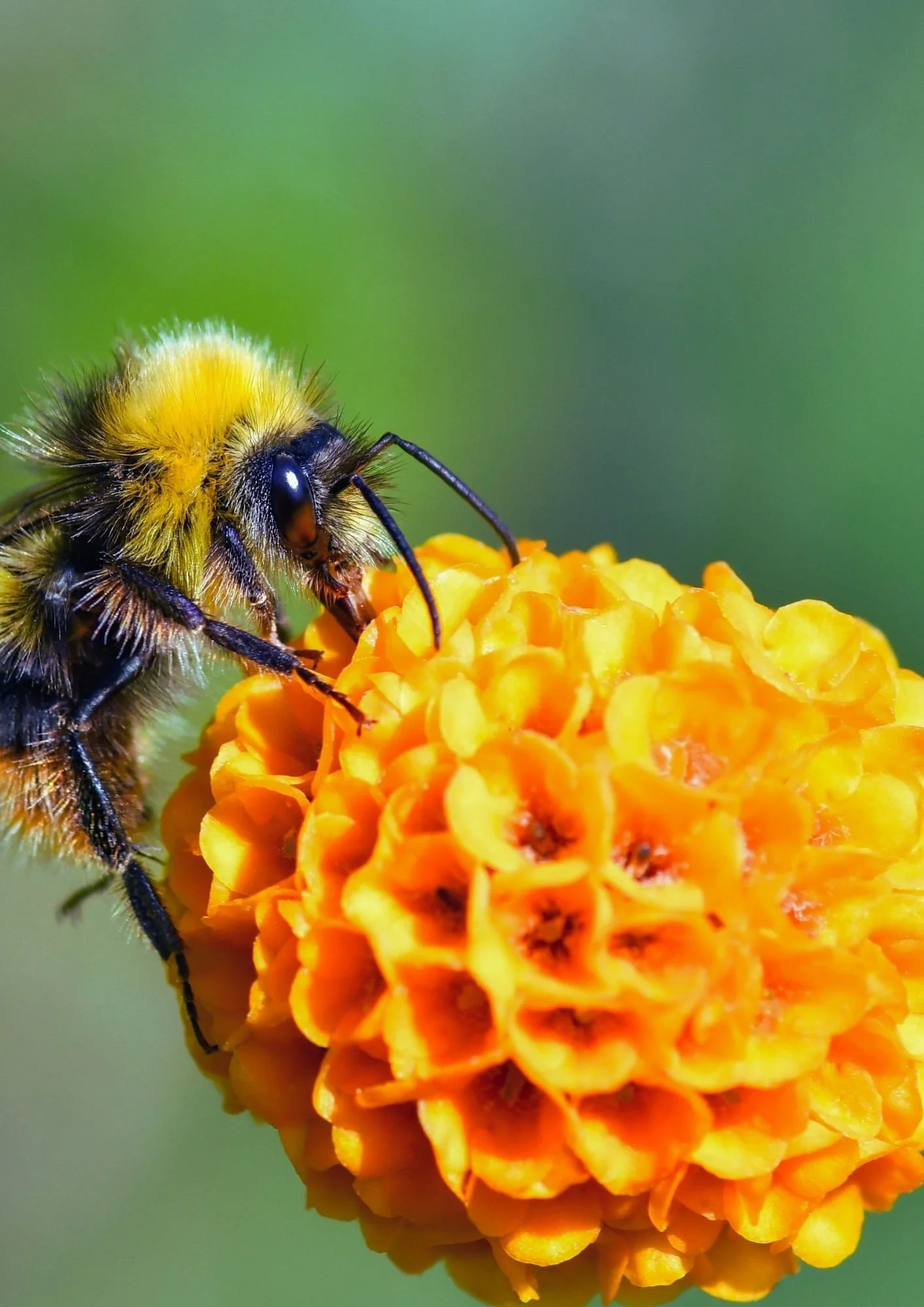 Biene auf einer orangefarbenen Blüte als Symbol für Lebensaufgabe, Wirksamkeit und Entfaltung