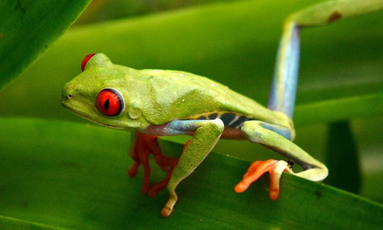 Eine grüne Baumsteigerhörnchen auf einem grünen Blatt mit rotem, großen Auge  für Hypnose QHHT und tiefe Selbsterfahrung in Lebenskrisen im Soul Spa Berlin