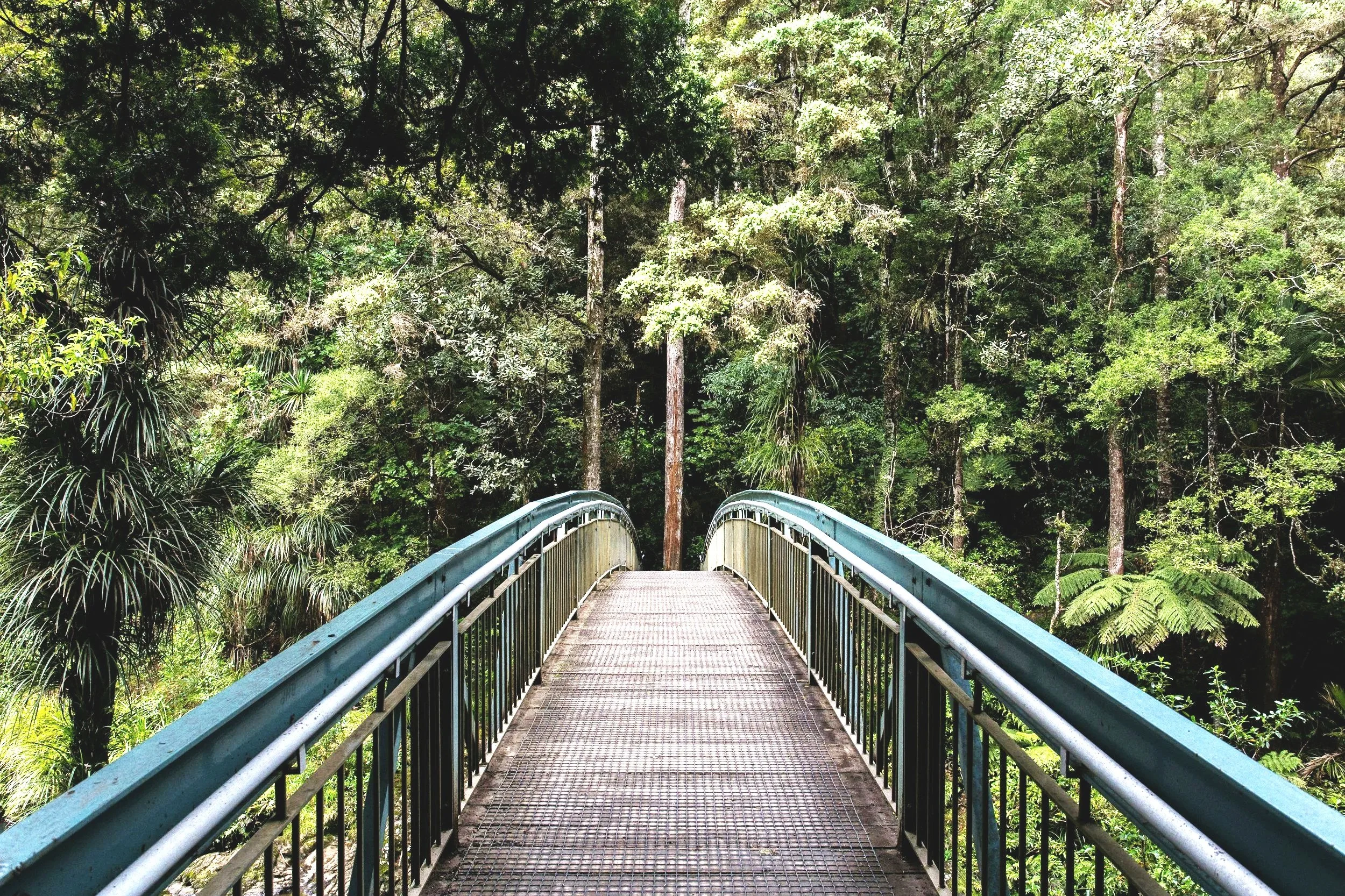 Eine Brücke durch einen dichten Wald als Symbol für den Lebensweg und die persönliche Landkarte im Matrix-Dossier von Soul Spa Berlin.