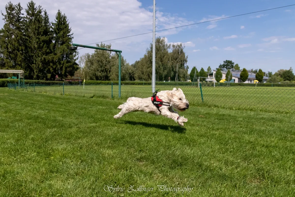 Samba beim Hunderennen