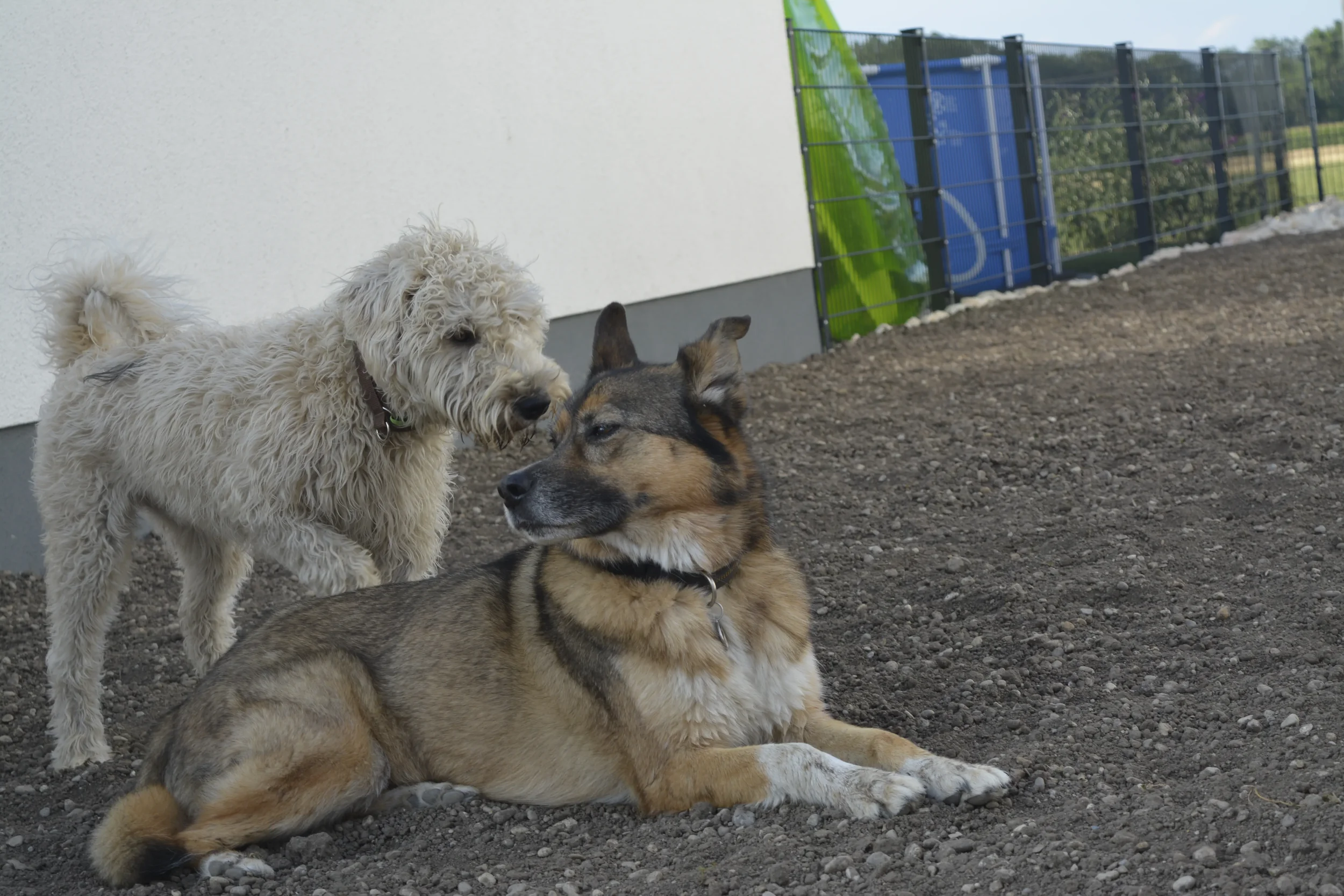 Billy und Face