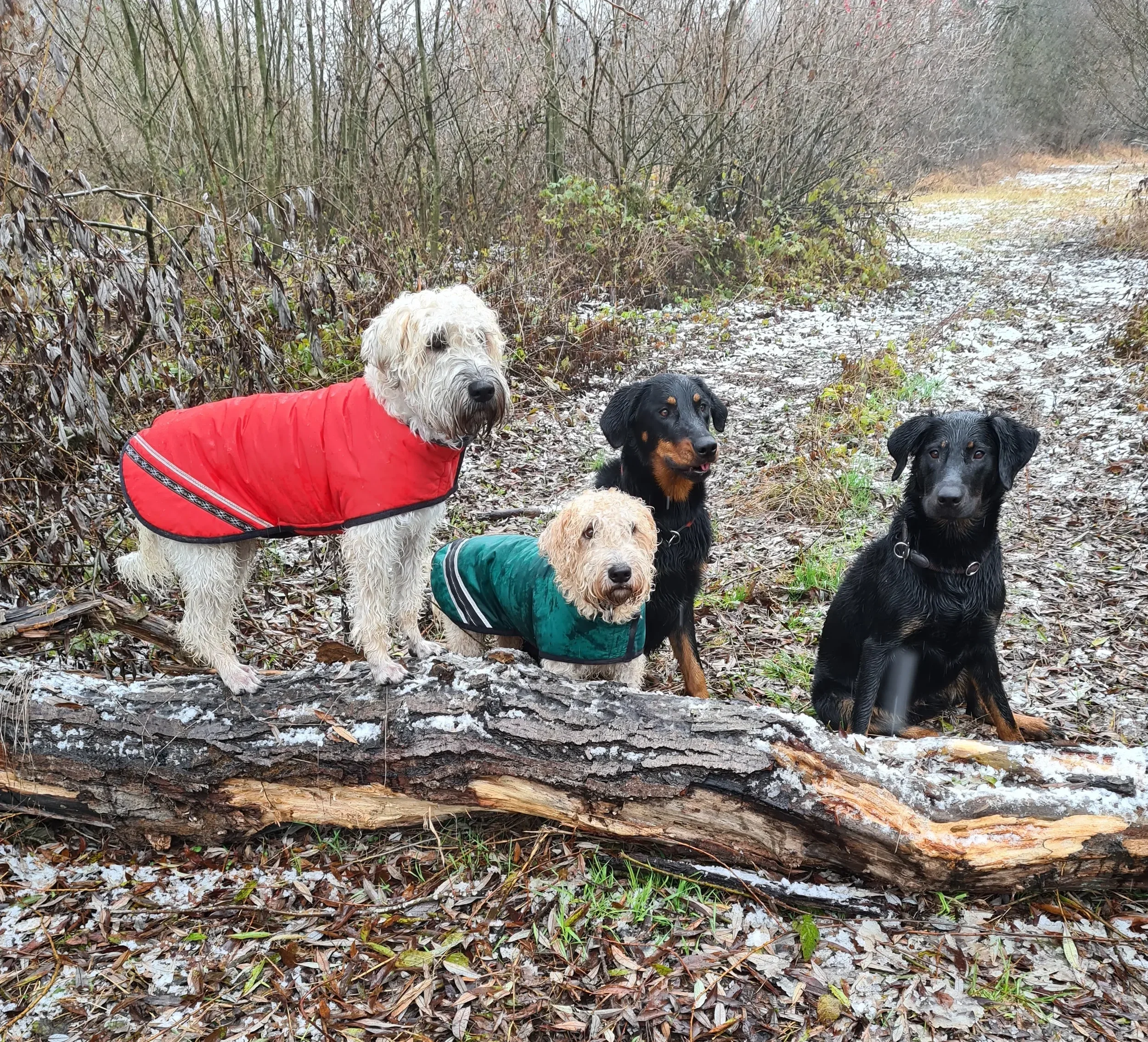 Billy und Samba mit Roxy und Saphira