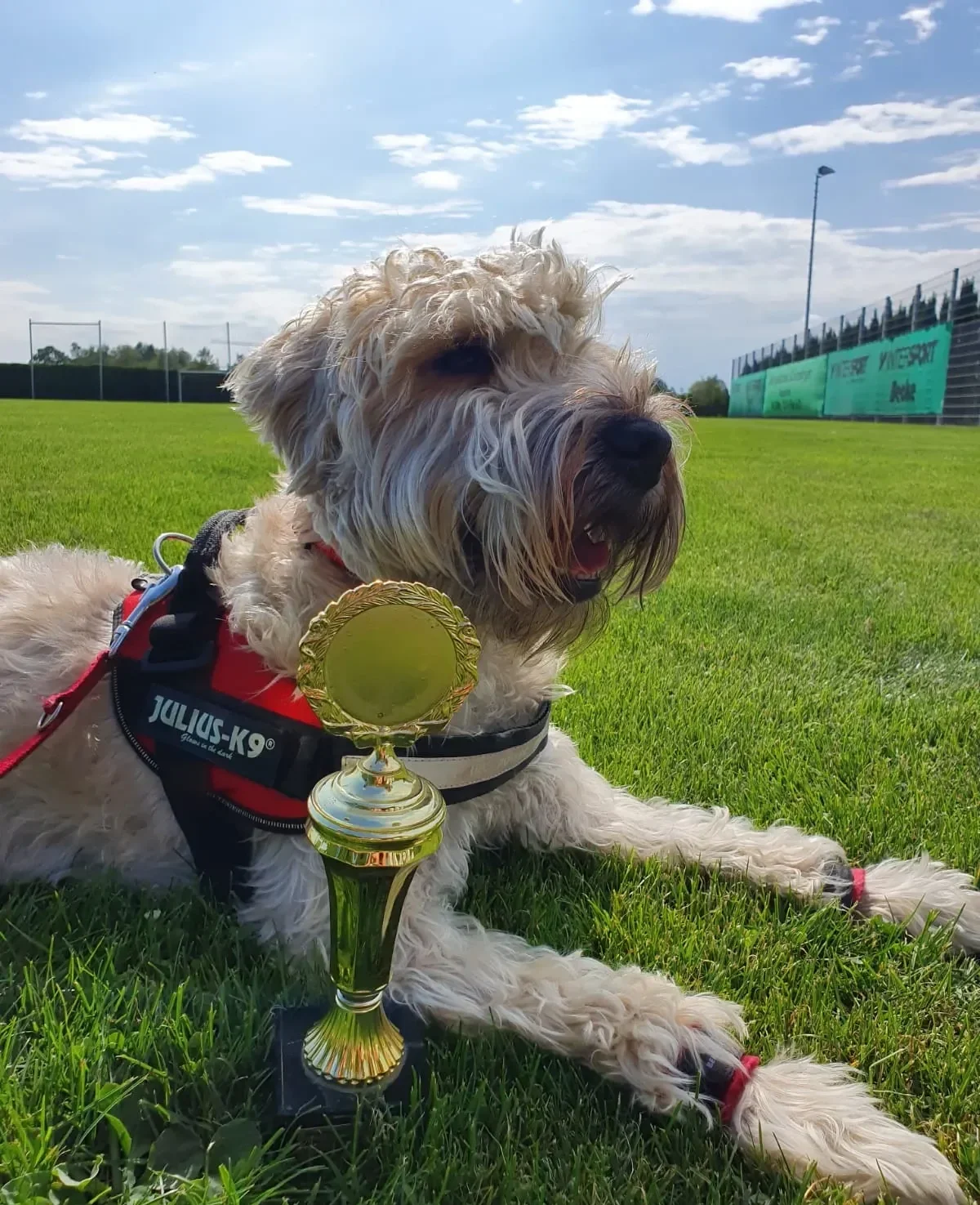 Samba beim Hunderennen