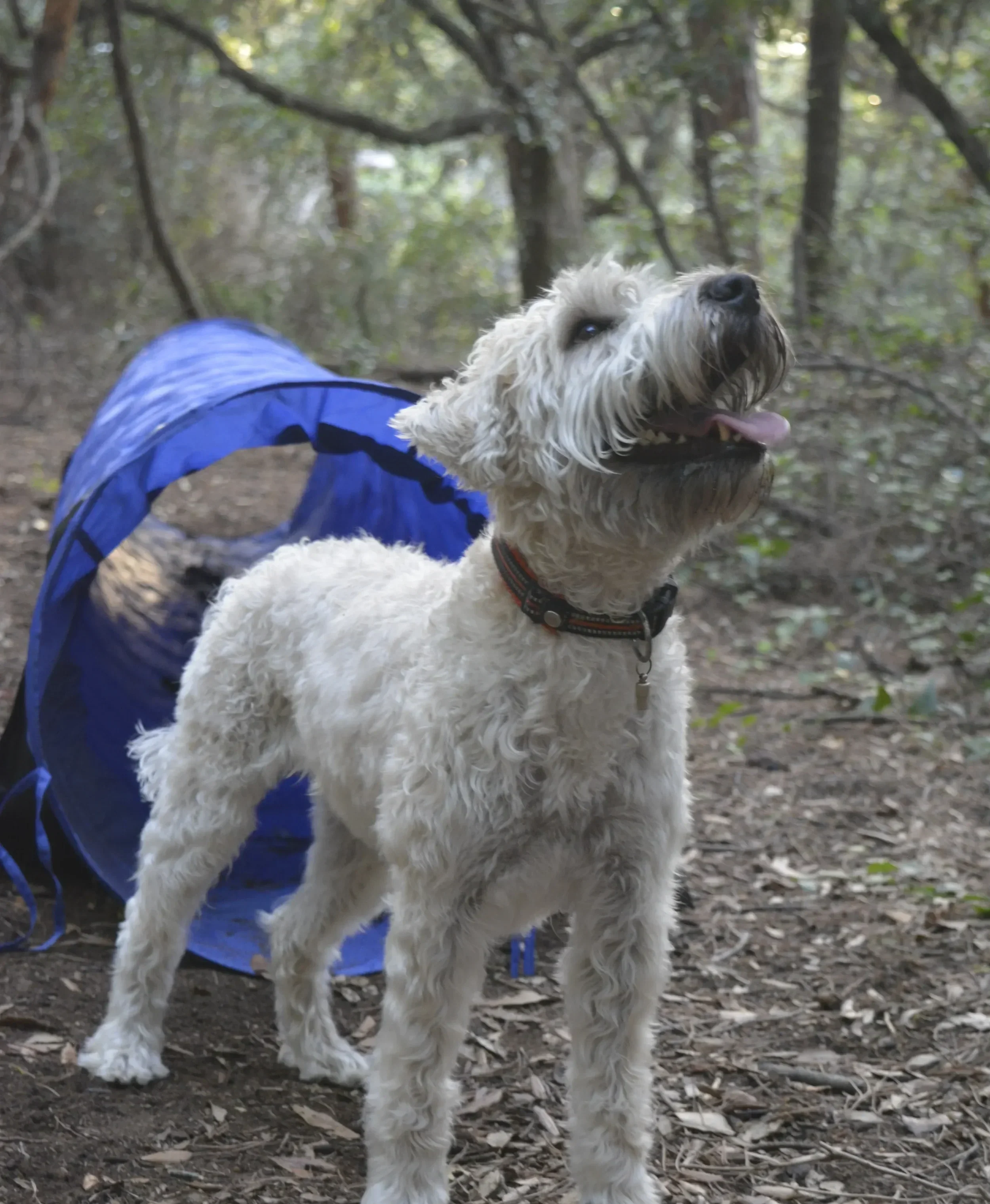 Samba im Agility-Parcours