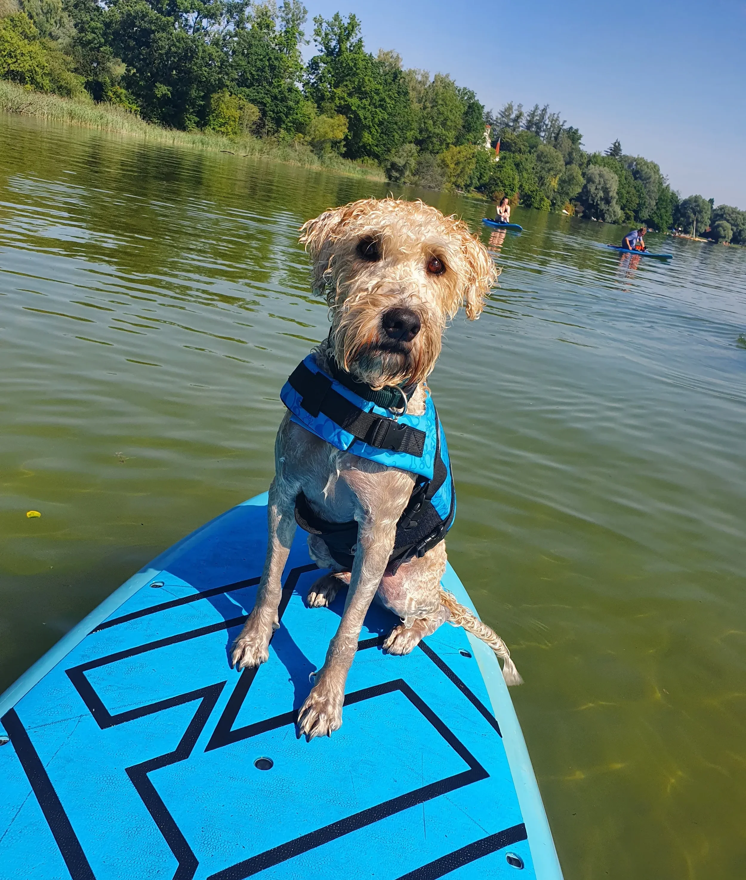 Billy auf dem SUP