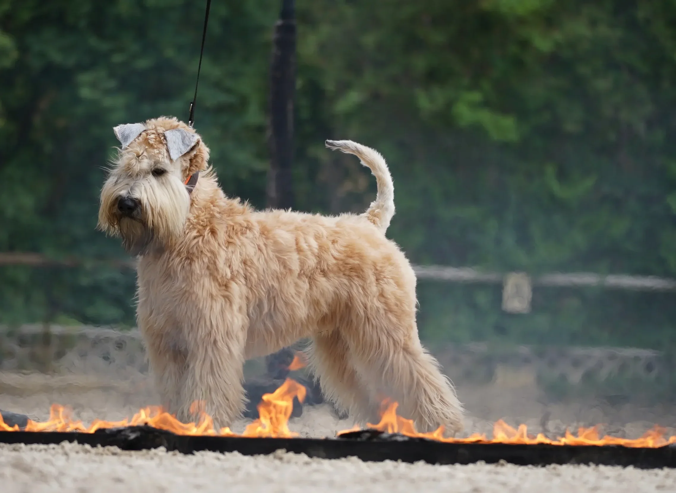 Lia im Stand mit Feuer