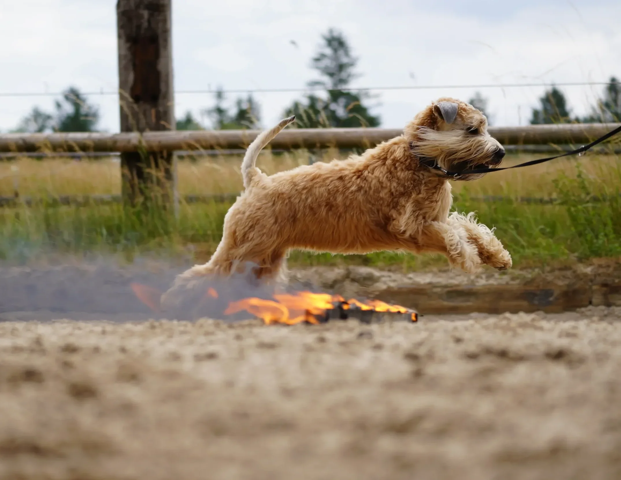 Lia im Sprung übers Feuer