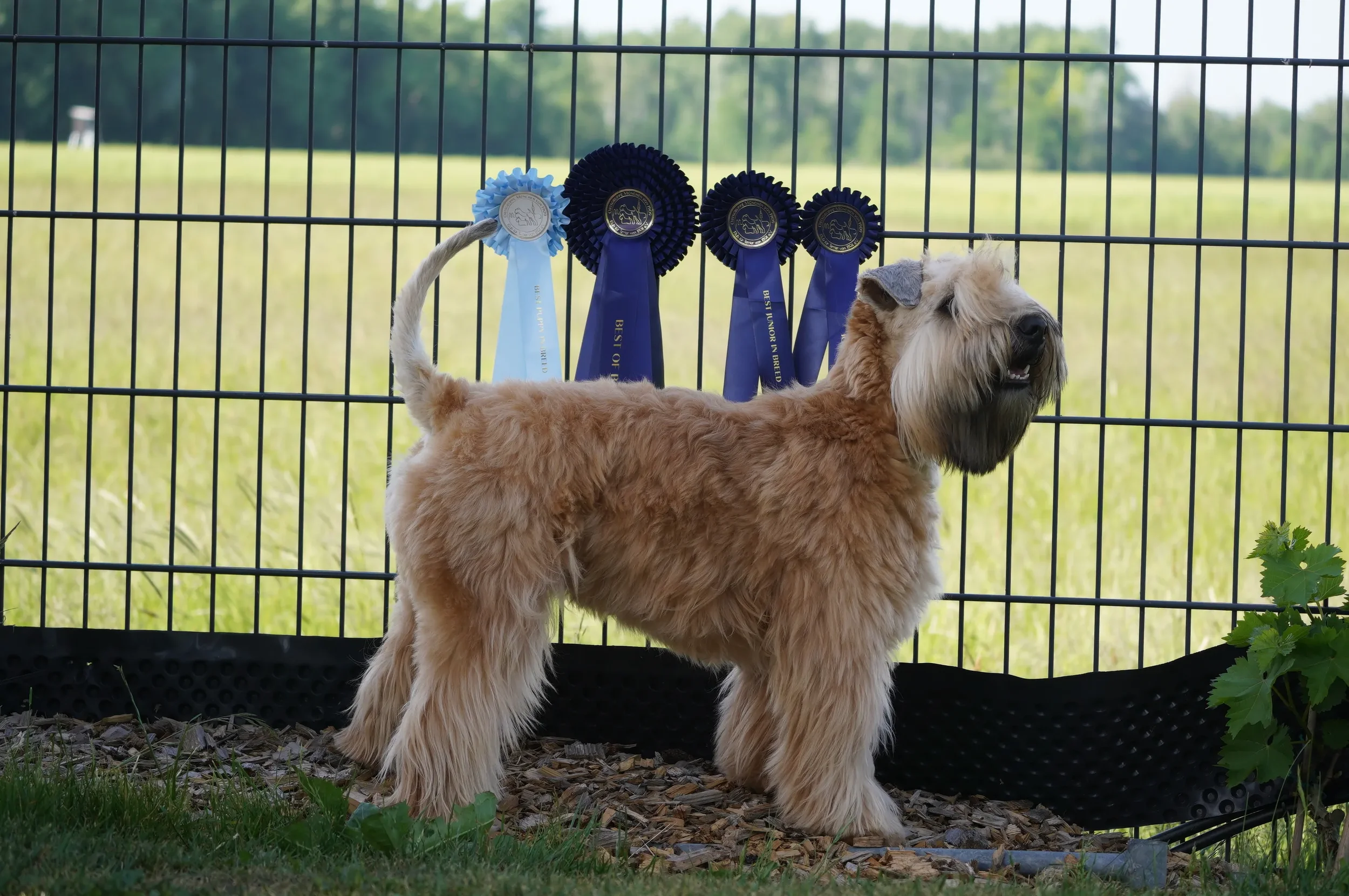 CACIB - Hallbergmoos