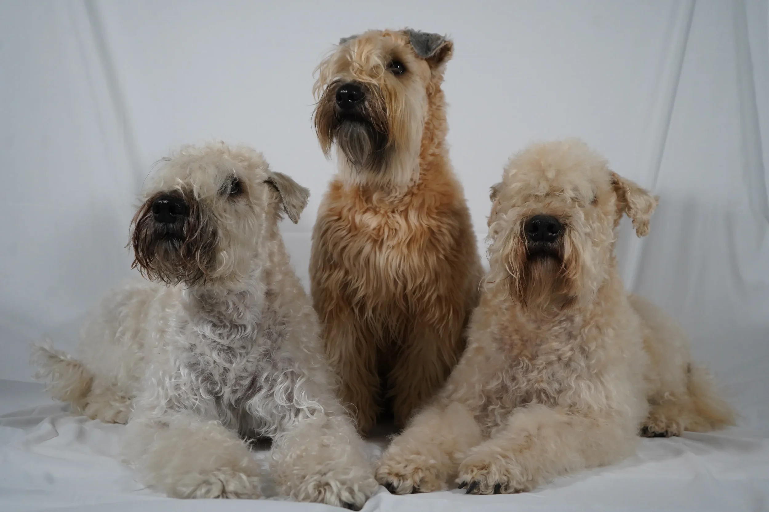 Billy, Samba und Lia