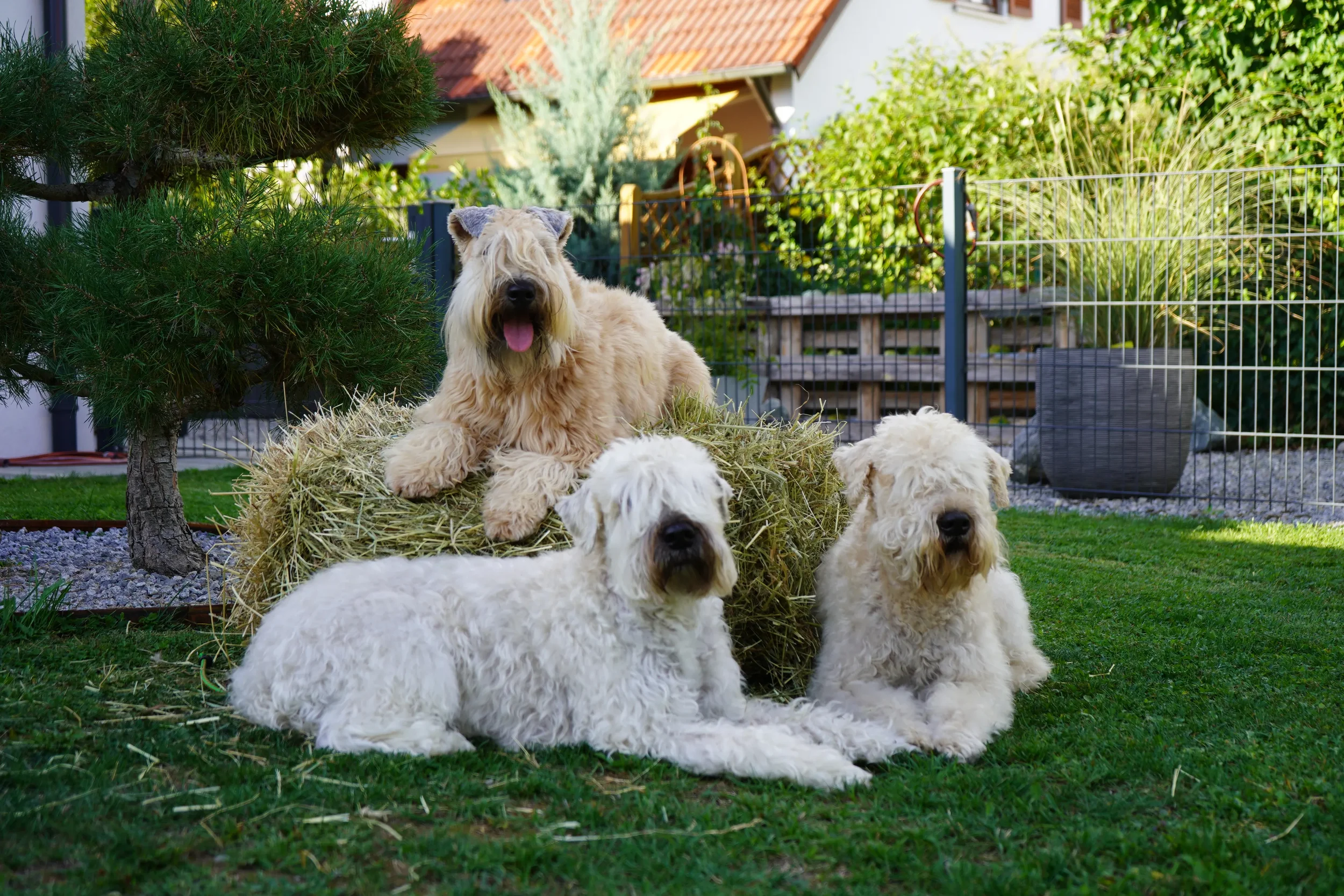Billy, Samba und Lia im Garten