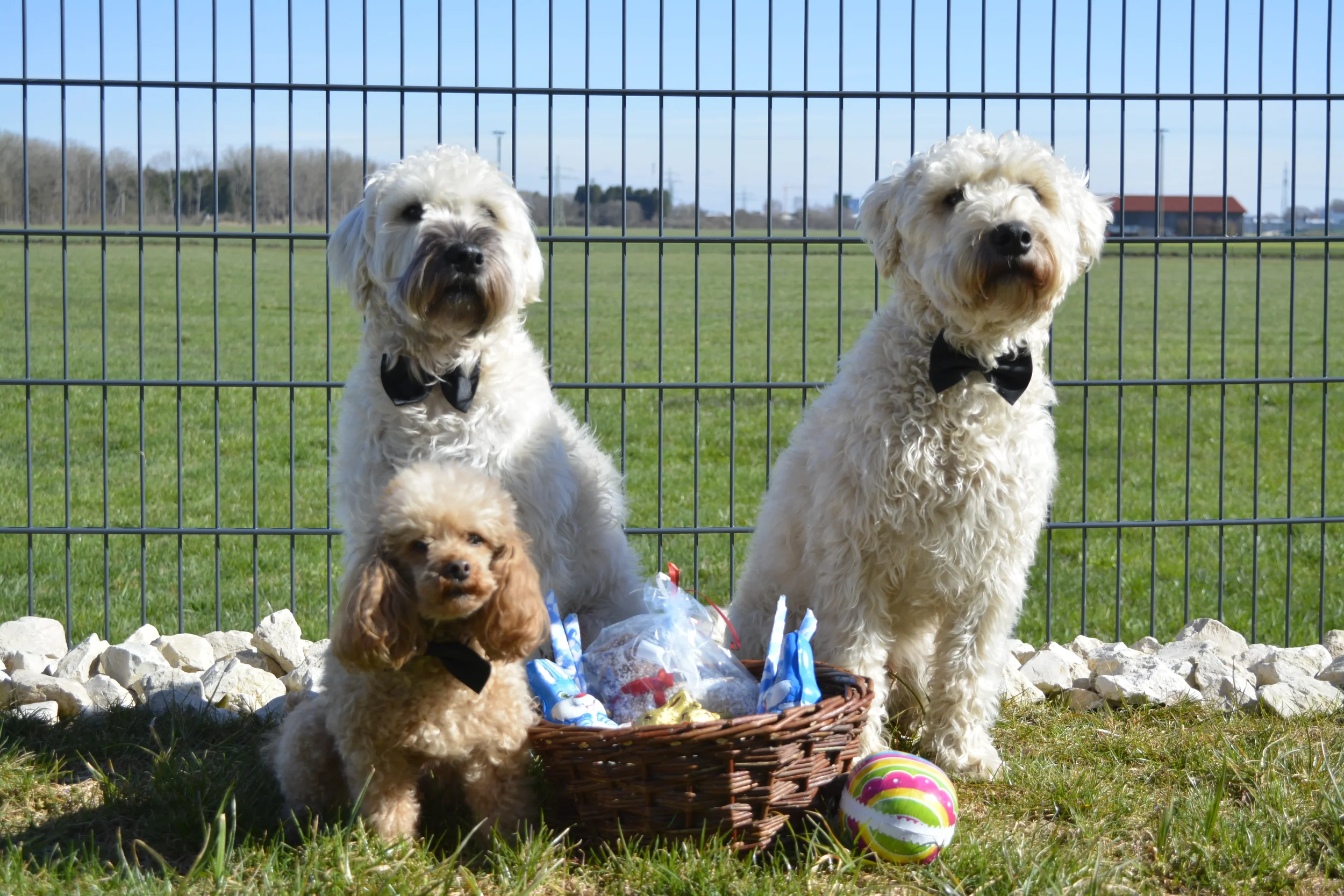 Billy und Samba mit Leila