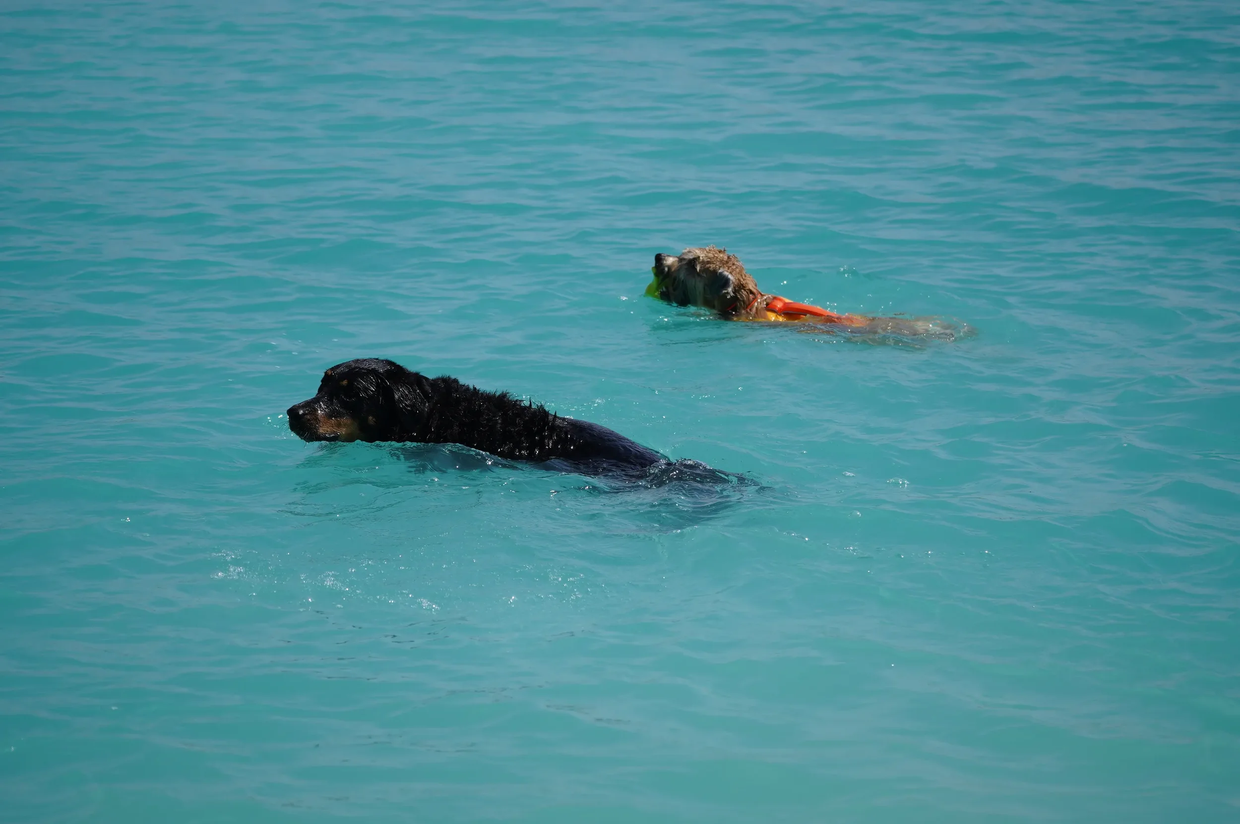 Lia mit Roxy beim Schwimmen