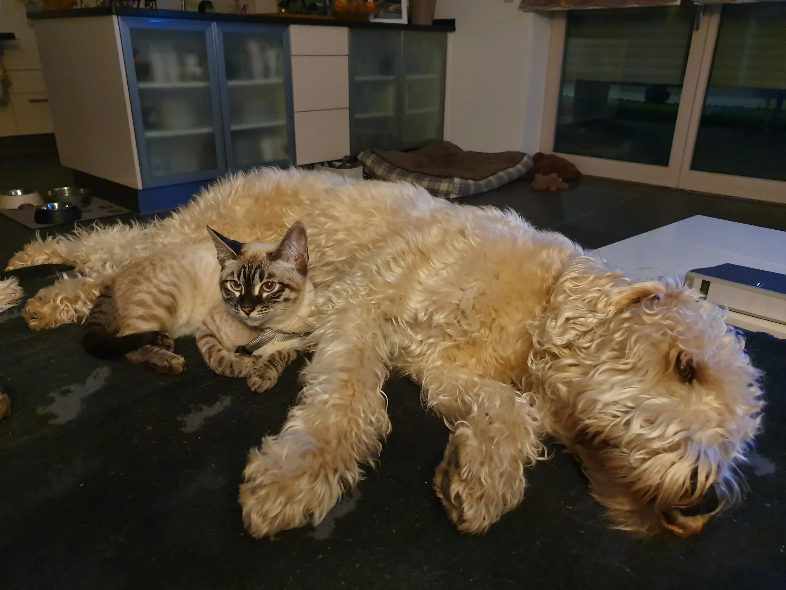 Billy mit Nala